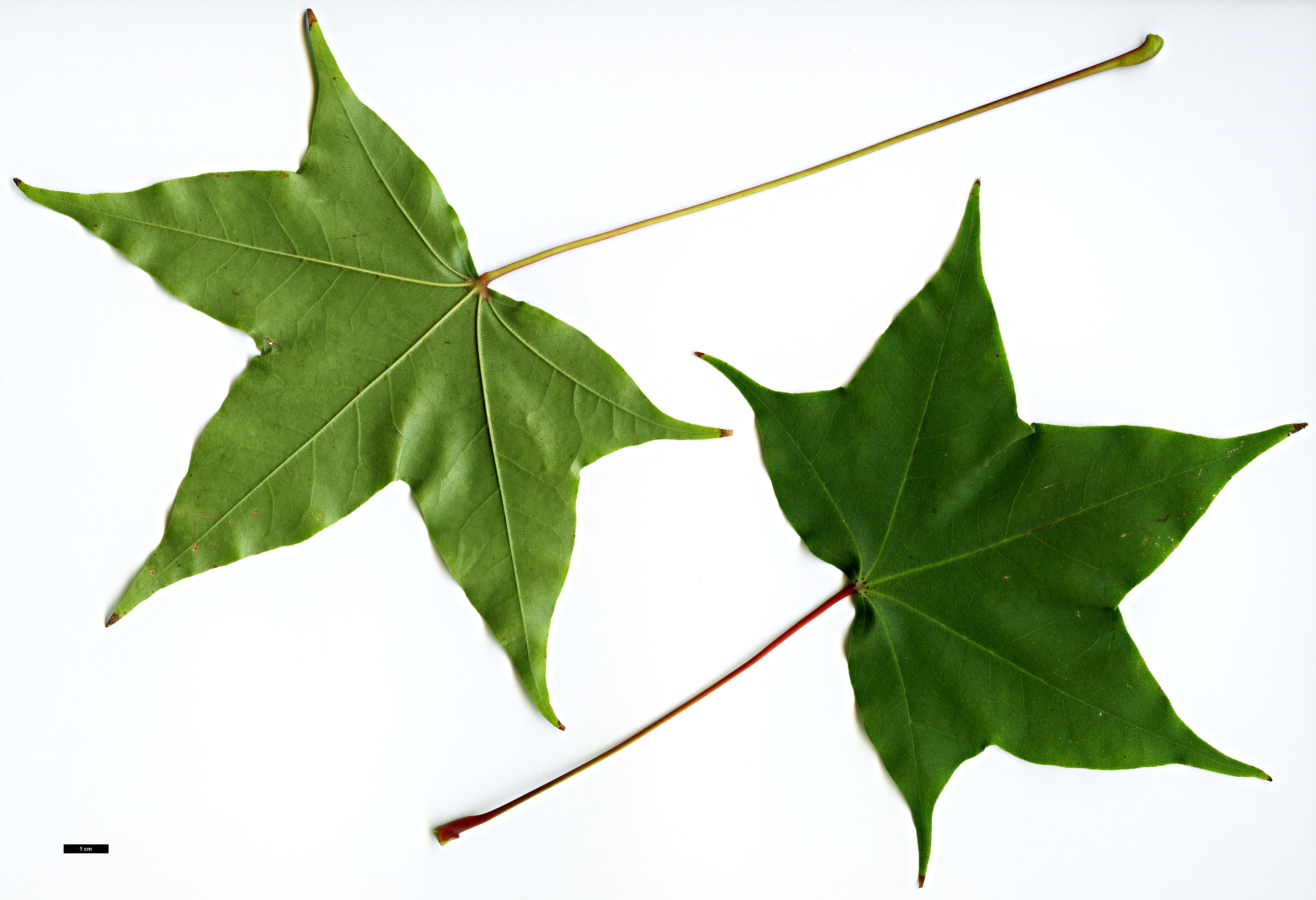 High resolution image: Family: Sapindaceae - Genus: Acer - Taxon: pictum High resolution image: Family: Sapindaceae - Genus: Acer - Taxon: pictum