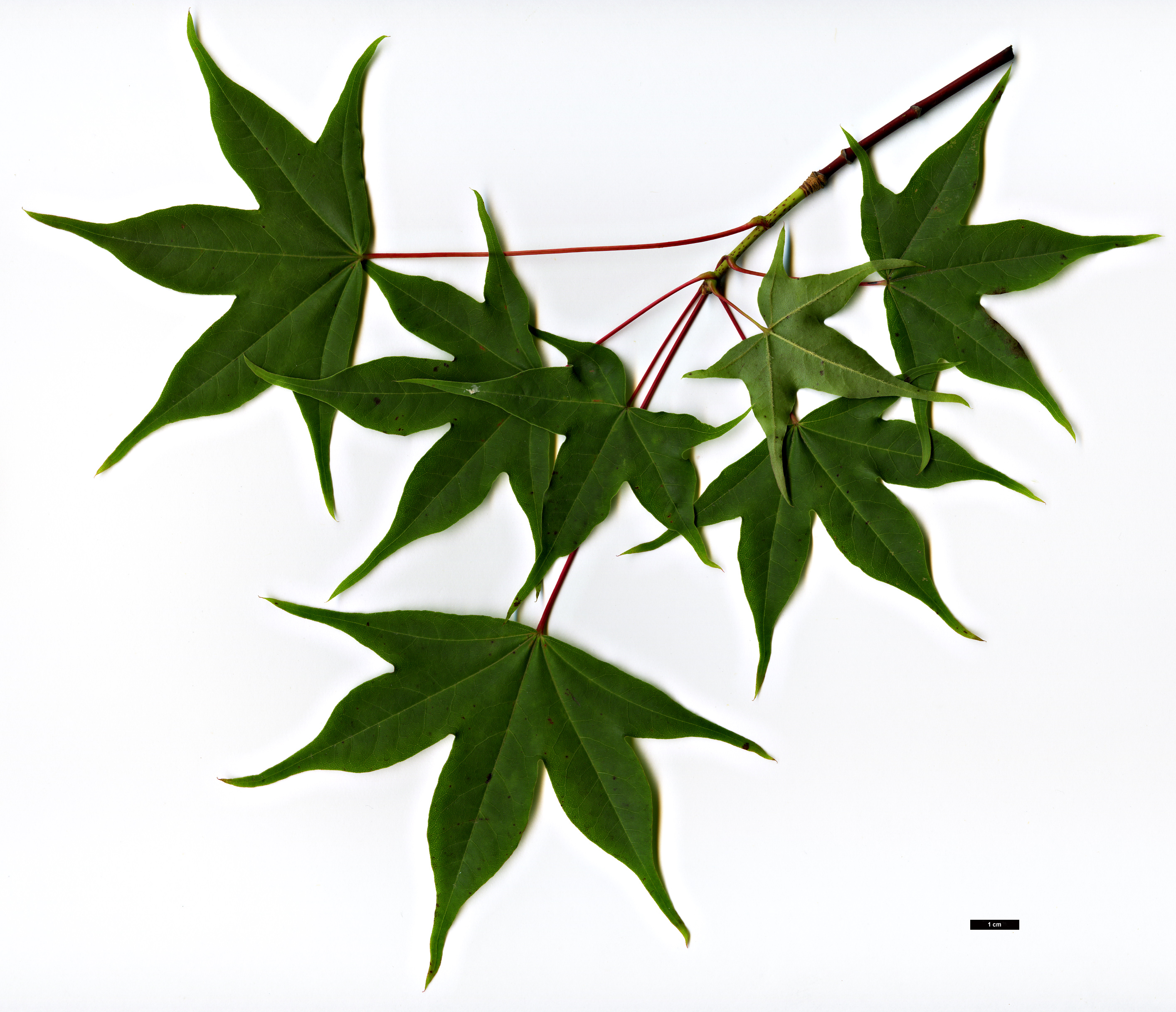 High resolution image: Family: Sapindaceae - Genus: Acer - Taxon: pictum High resolution image: Family: Sapindaceae - Genus: Acer - Taxon: pictum