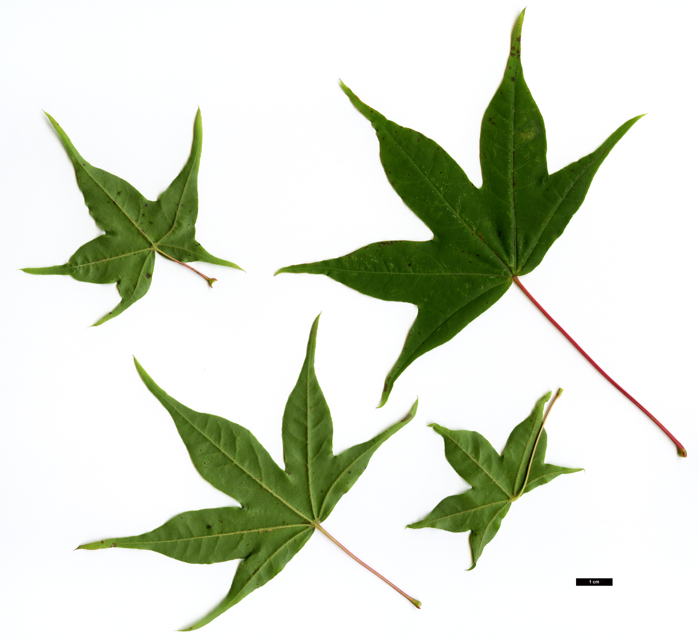 High resolution image: Family: Sapindaceae - Genus: Acer - Taxon: pictum High resolution image: Family: Sapindaceae - Genus: Acer - Taxon: pictum