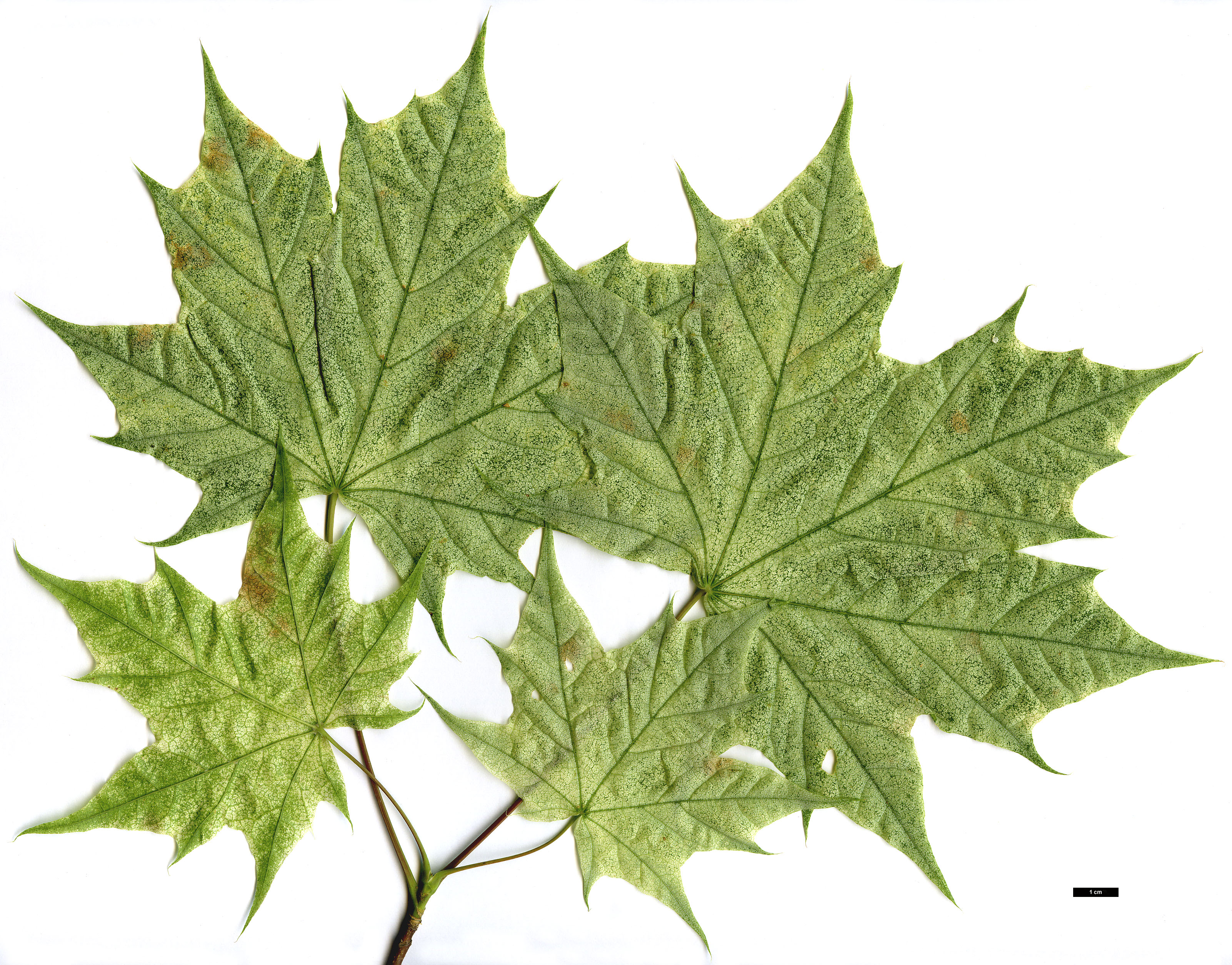 High resolution image: Family: Sapindaceae - Genus: Acer - Taxon: platanoides - SpeciesSub: 'Walderseei'