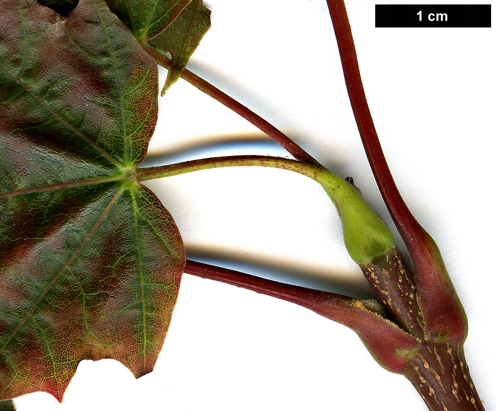 High resolution image: Family: Sapindaceae - Genus: Acer - Taxon: platanoides