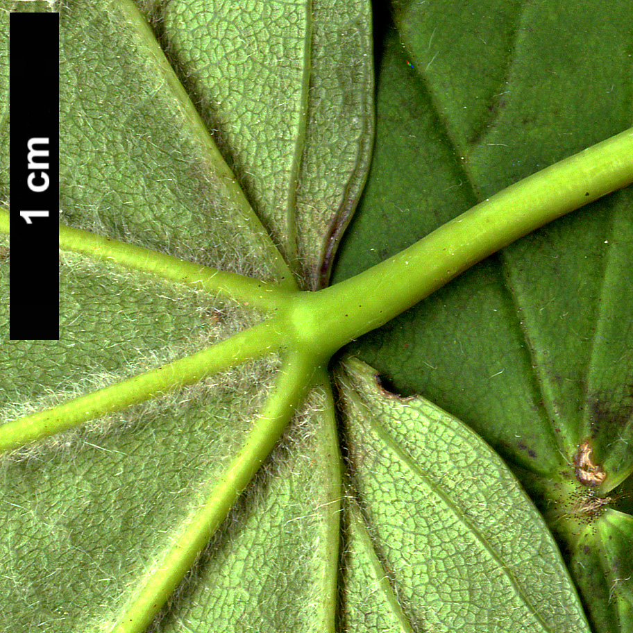 High resolution image: Family: Sapindaceae - Genus: Acer - Taxon: pseudoplatanus - SpeciesSub: 'Corstorphinense'