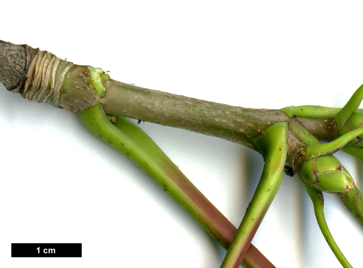 High resolution image: Family: Sapindaceae - Genus: Acer - Taxon: pseudoplatanus