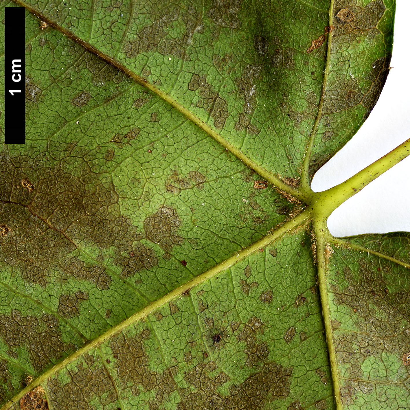 High resolution image: Family: Sapindaceae - Genus: Acer - Taxon: pubinerve
