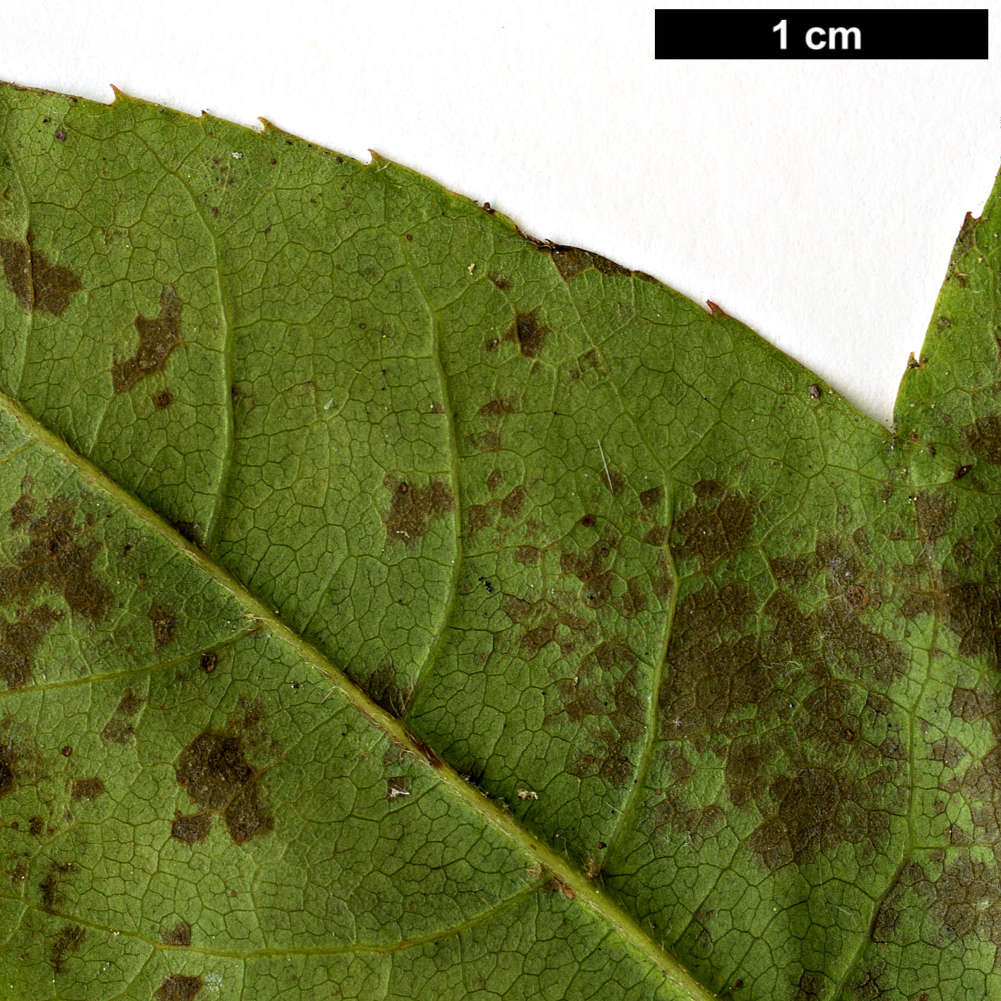 High resolution image: Family: Sapindaceae - Genus: Acer - Taxon: pubinerve