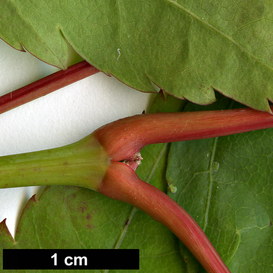 High resolution image: Family: Sapindaceae - Genus: Acer - Taxon: pubinerve - SpeciesSub: hybrid