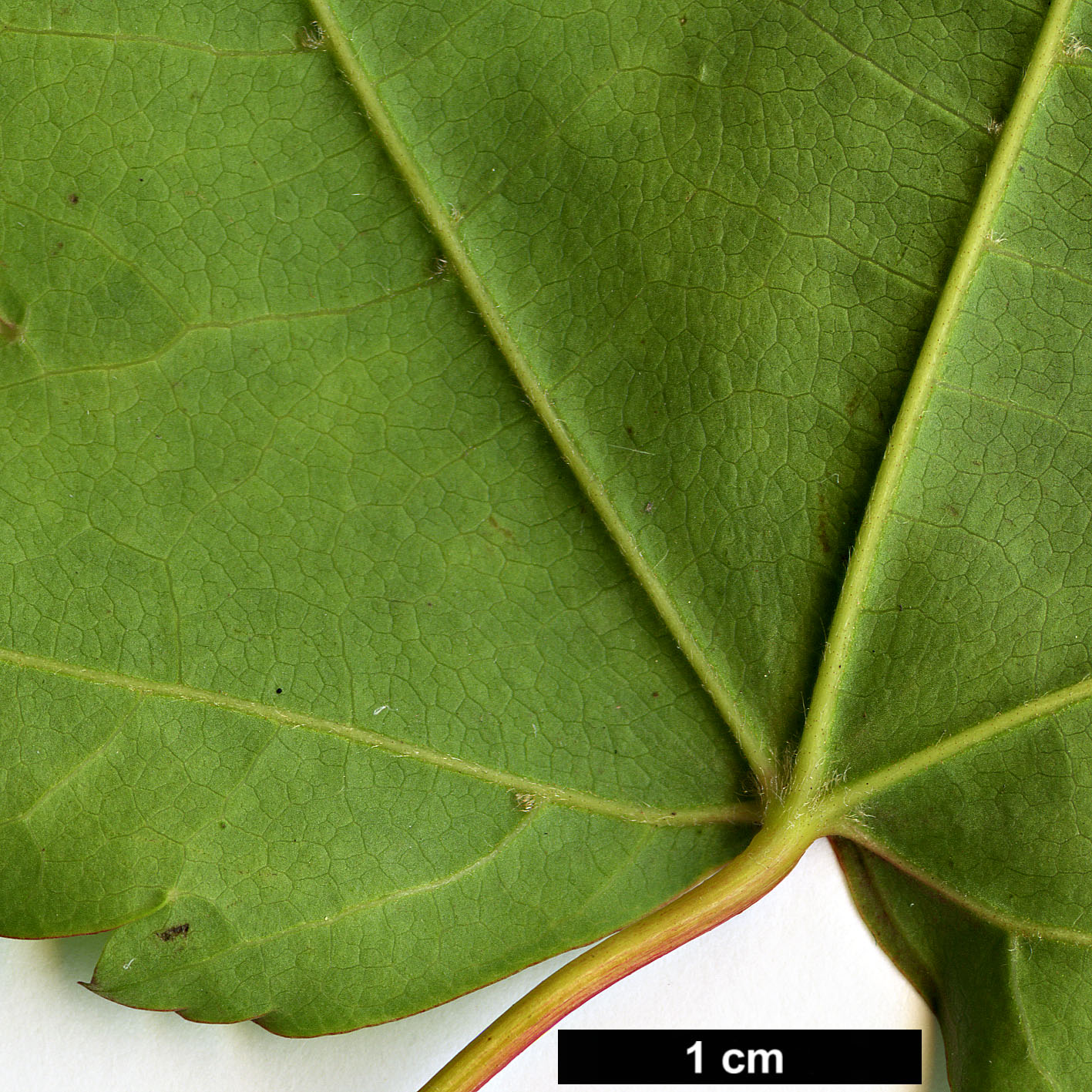 High resolution image: Family: Sapindaceae - Genus: Acer - Taxon: pubinerve - SpeciesSub: hybrid