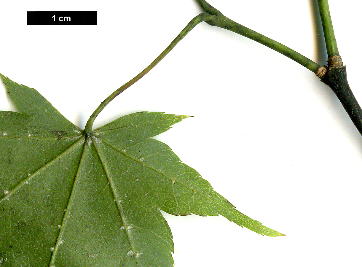 High resolution image: Family: Sapindaceae - Genus: Acer - Taxon: robustum
