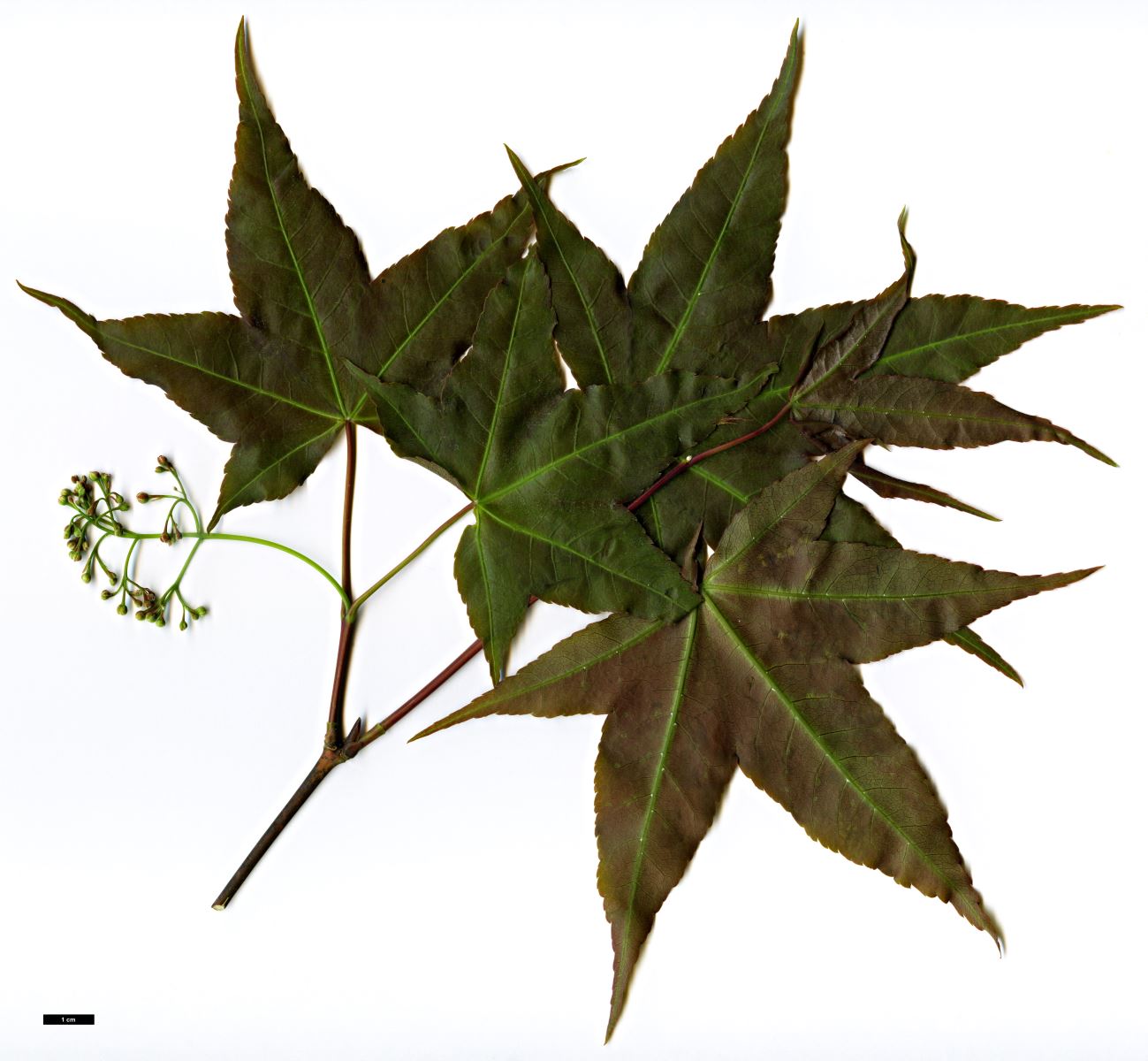 High resolution image: Family: Sapindaceae - Genus: Acer - Taxon: serrulatum High resolution image: Family: Sapindaceae - Genus: Acer - Taxon: serrulatum