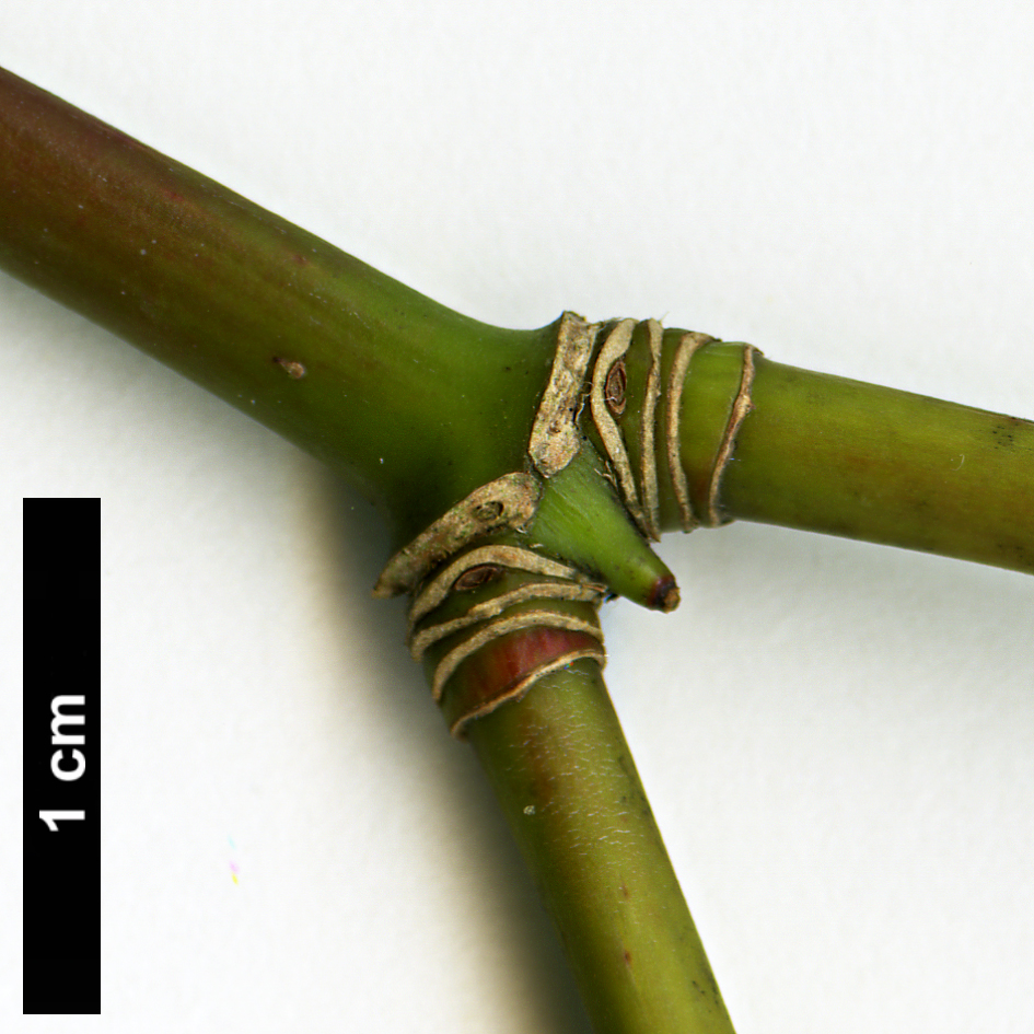 High resolution image: Family: Sapindaceae - Genus: Acer - Taxon: taiwanense High resolution image: Family: Sapindaceae - Genus: Acer - Taxon: taiwanense