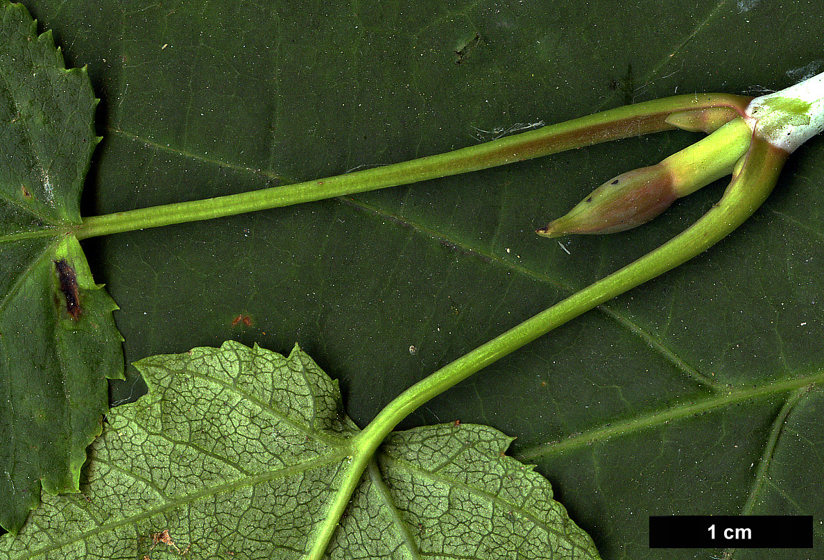 High resolution image: Family: Sapindaceae - Genus: Acer - Taxon: tegmentosum