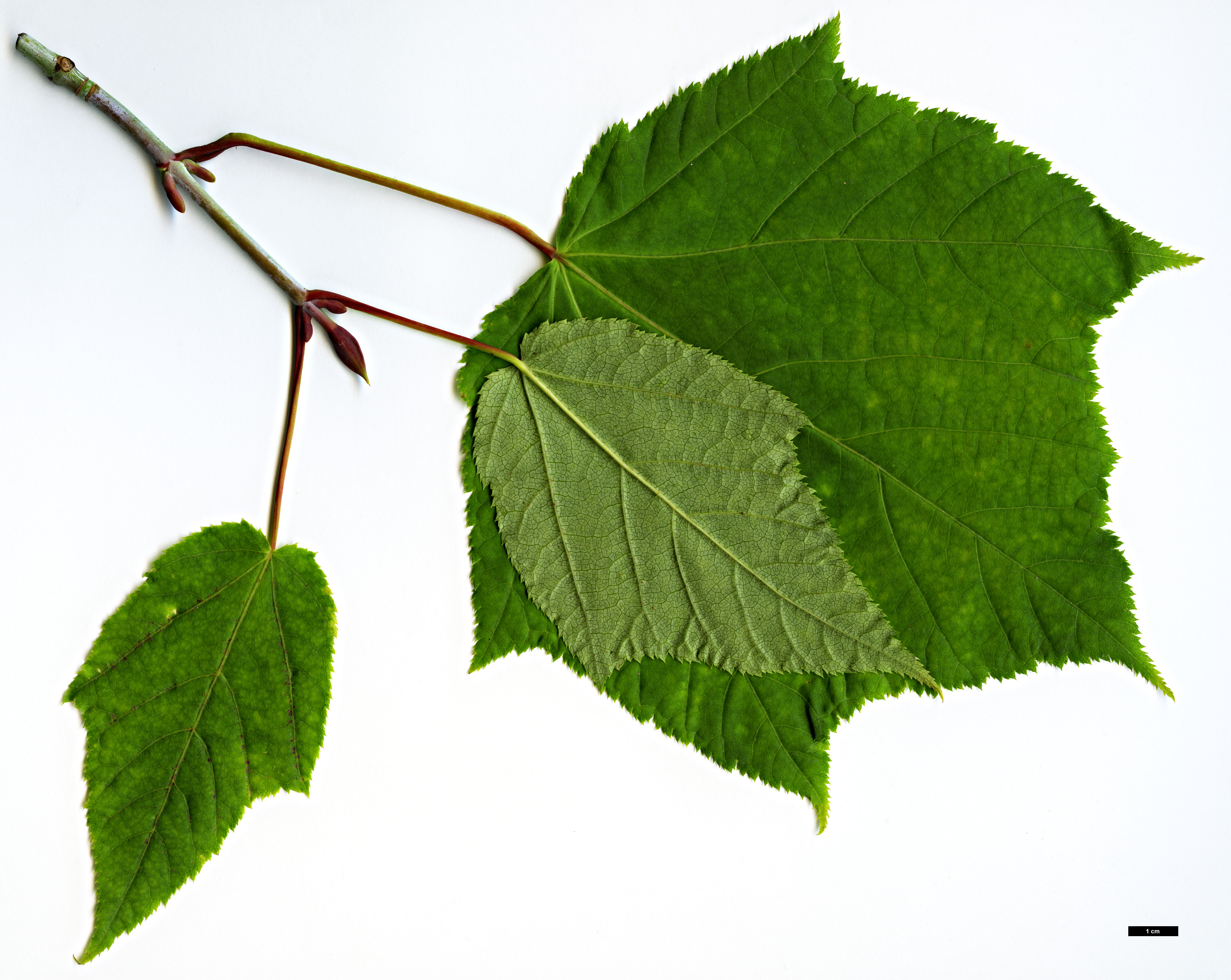 High resolution image: Family: Sapindaceae - Genus: Acer - Taxon: tegmentosum