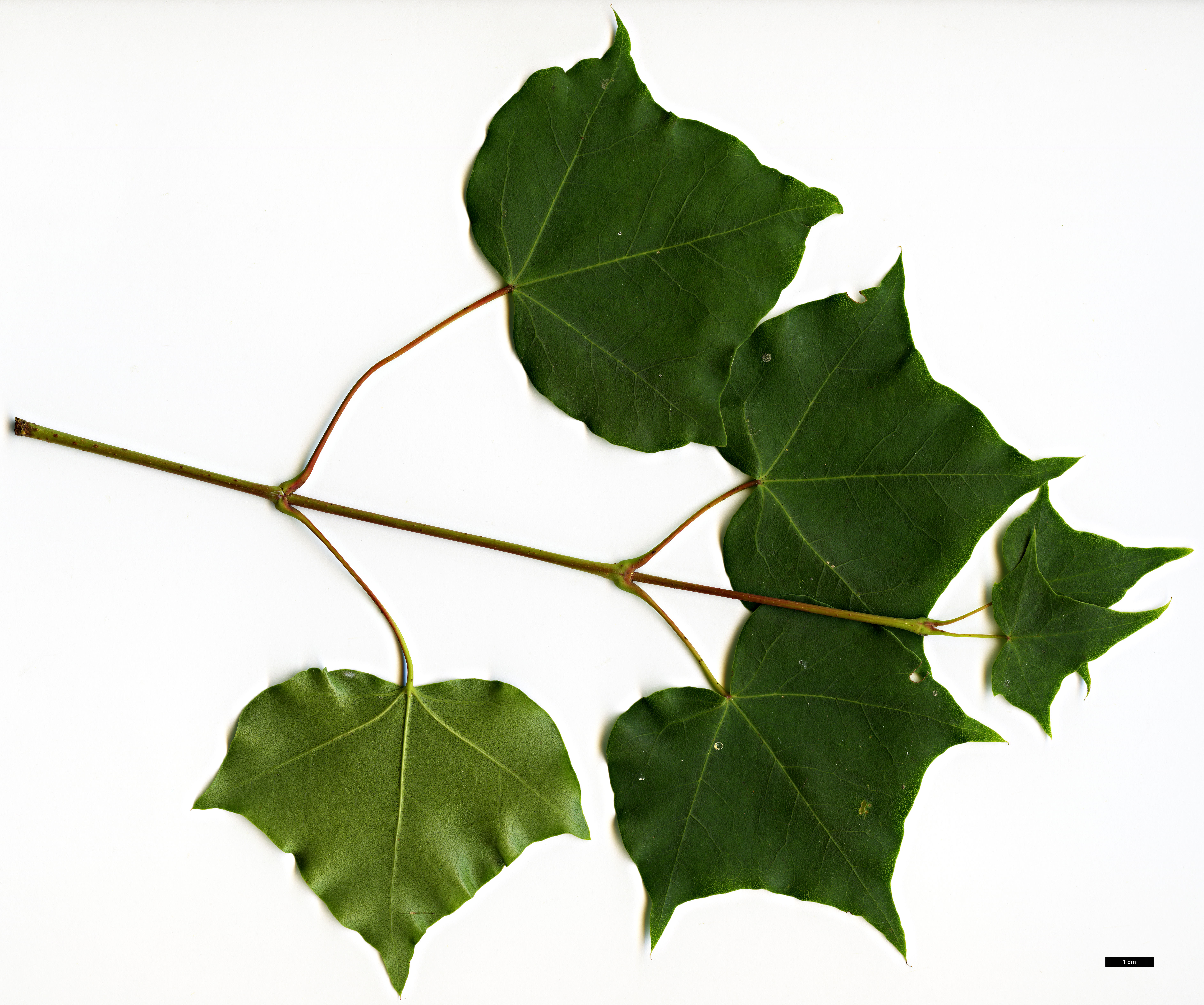 High resolution image: Family: Sapindaceae - Genus: Acer - Taxon: tenellum High resolution image: Family: Sapindaceae - Genus: Acer - Taxon: tenellum