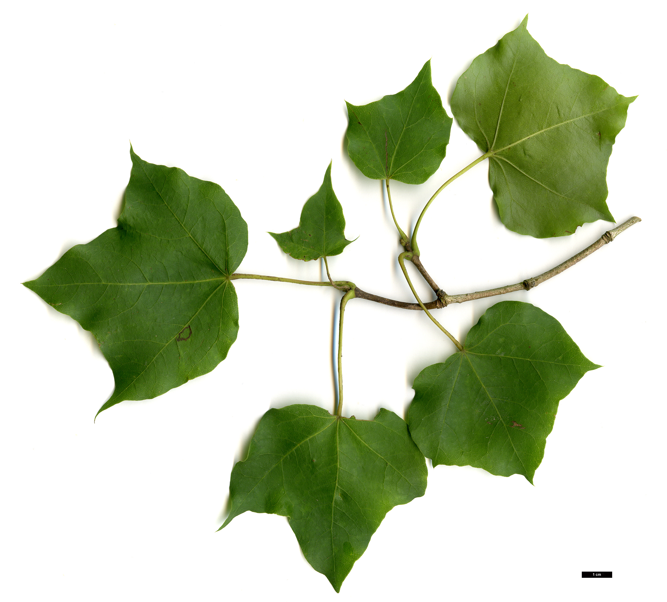 High resolution image: Family: Sapindaceae - Genus: Acer - Taxon: tenellum High resolution image: Family: Sapindaceae - Genus: Acer - Taxon: tenellum