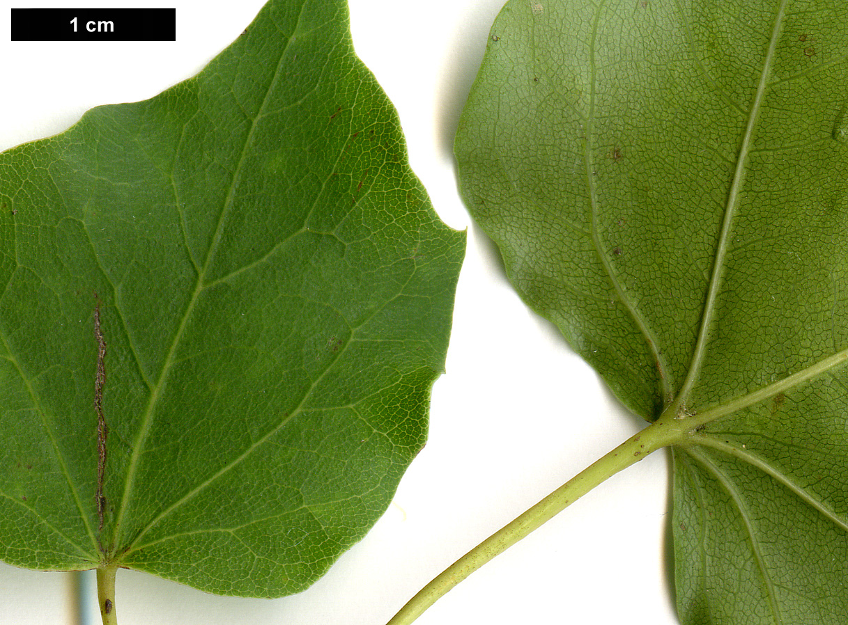 High resolution image: Family: Sapindaceae - Genus: Acer - Taxon: tenellum High resolution image: Family: Sapindaceae - Genus: Acer - Taxon: tenellum