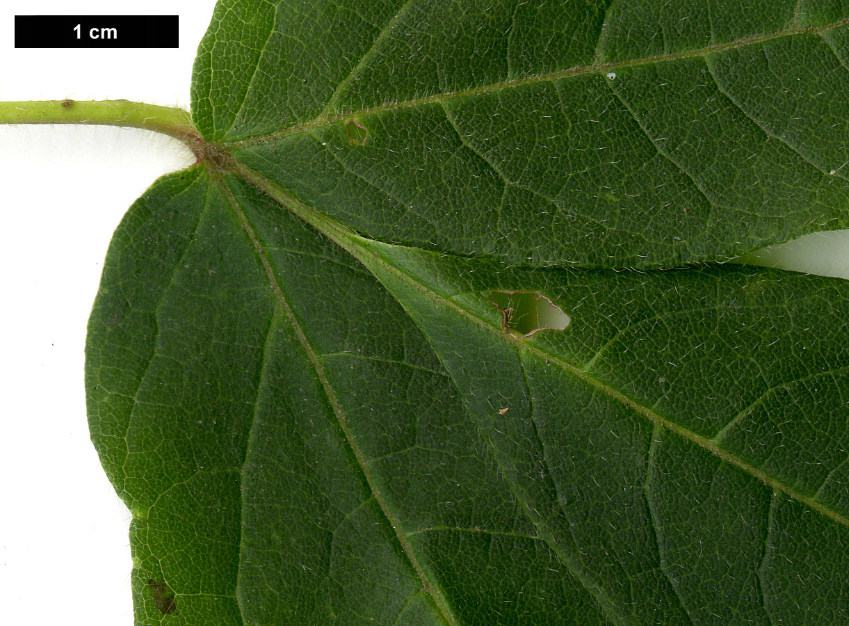 High resolution image: Family: Sapindaceae - Genus: Acer - Taxon: triflorum
