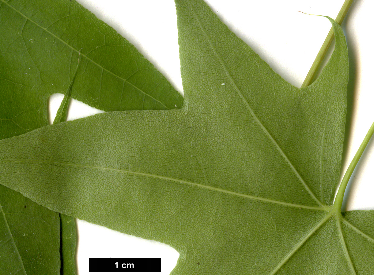 High resolution image: Family: Sapindaceae - Genus: Acer - Taxon: truncatum