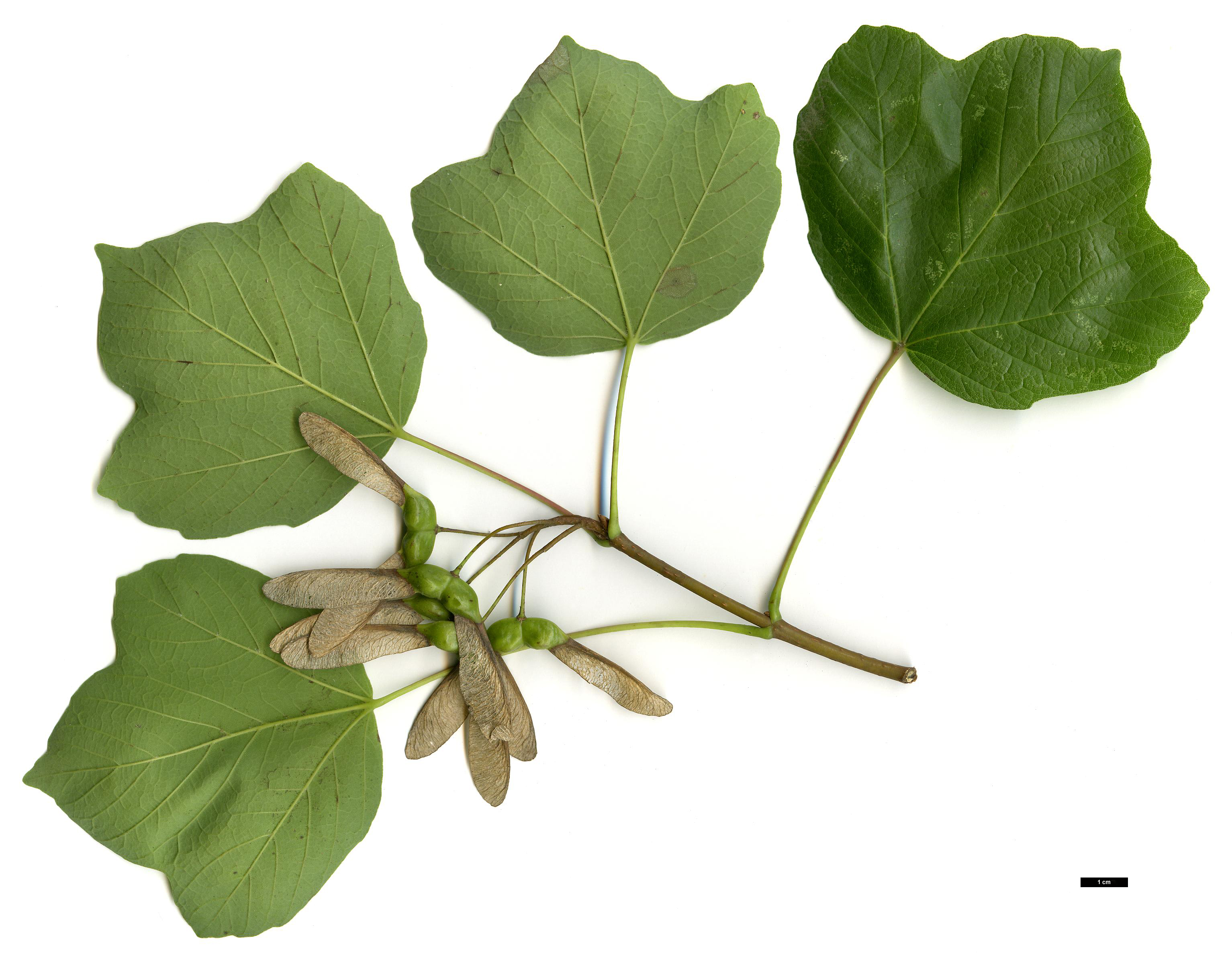High resolution image: Family: Sapindaceae - Genus: Acer - Taxon: ×hybridum (A.monspessulanum × A.opalus)