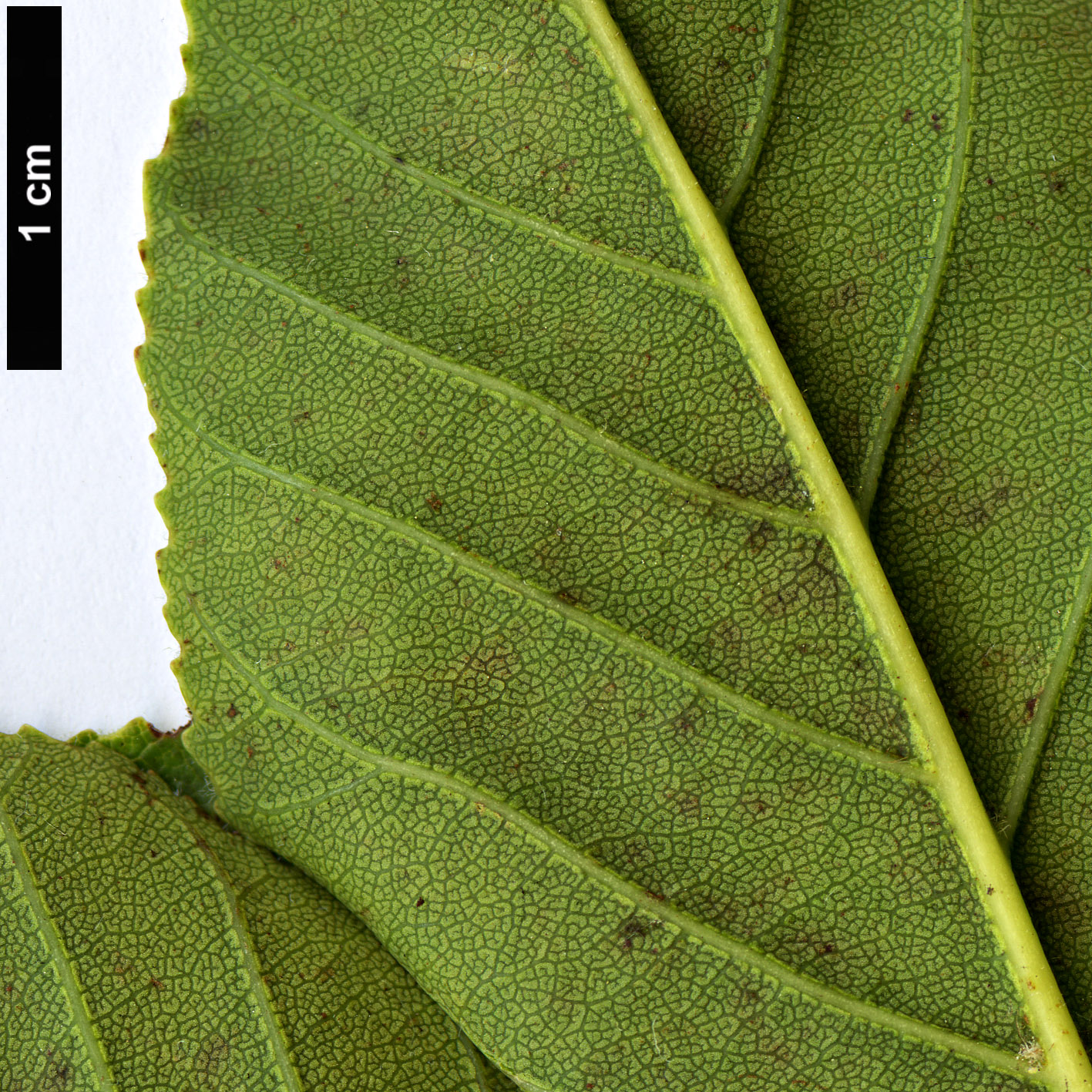 High resolution image: Family: Sapindaceae - Genus: Aesculus - Taxon: glabra