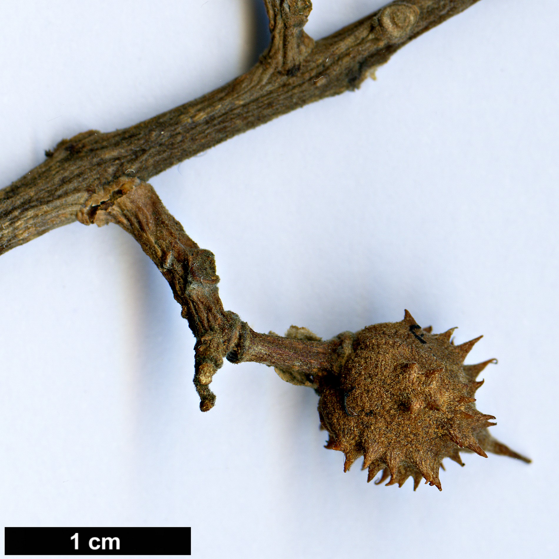 High resolution image: Family: Sapindaceae - Genus: Aesculus - Taxon: glabra