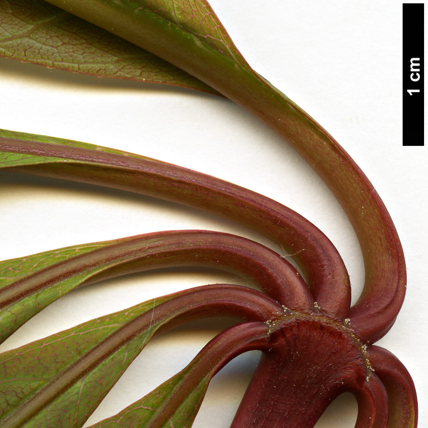 High resolution image: Family: Sapindaceae - Genus: Aesculus - Taxon: indica