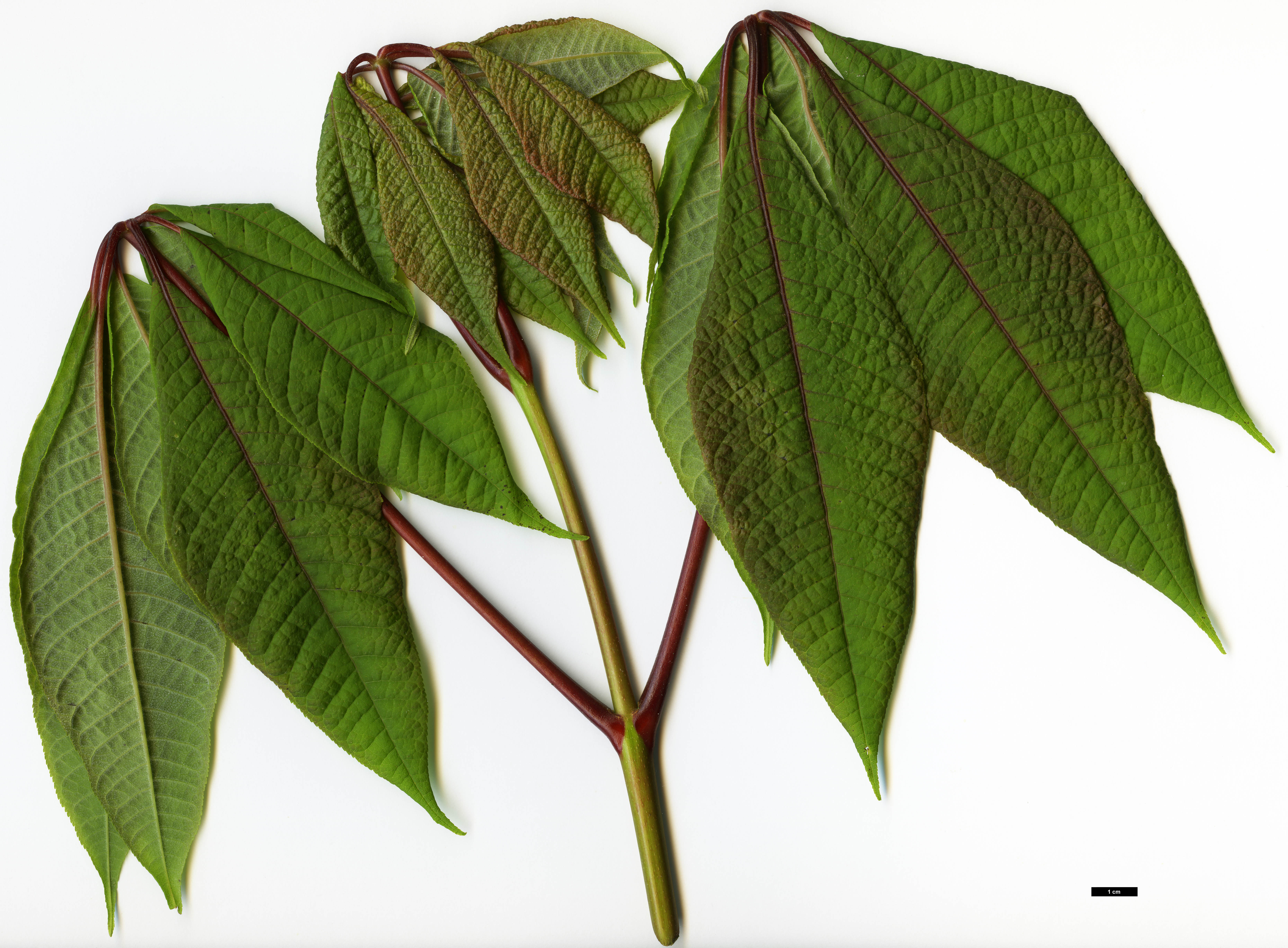 High resolution image: Family: Sapindaceae - Genus: Aesculus - Taxon: parviflora