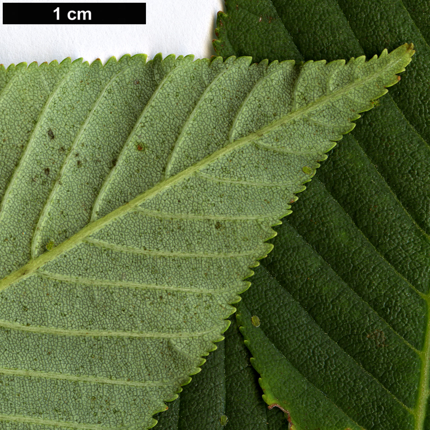 High resolution image: Family: Sapindaceae - Genus: Aesculus - Taxon: sylvatica