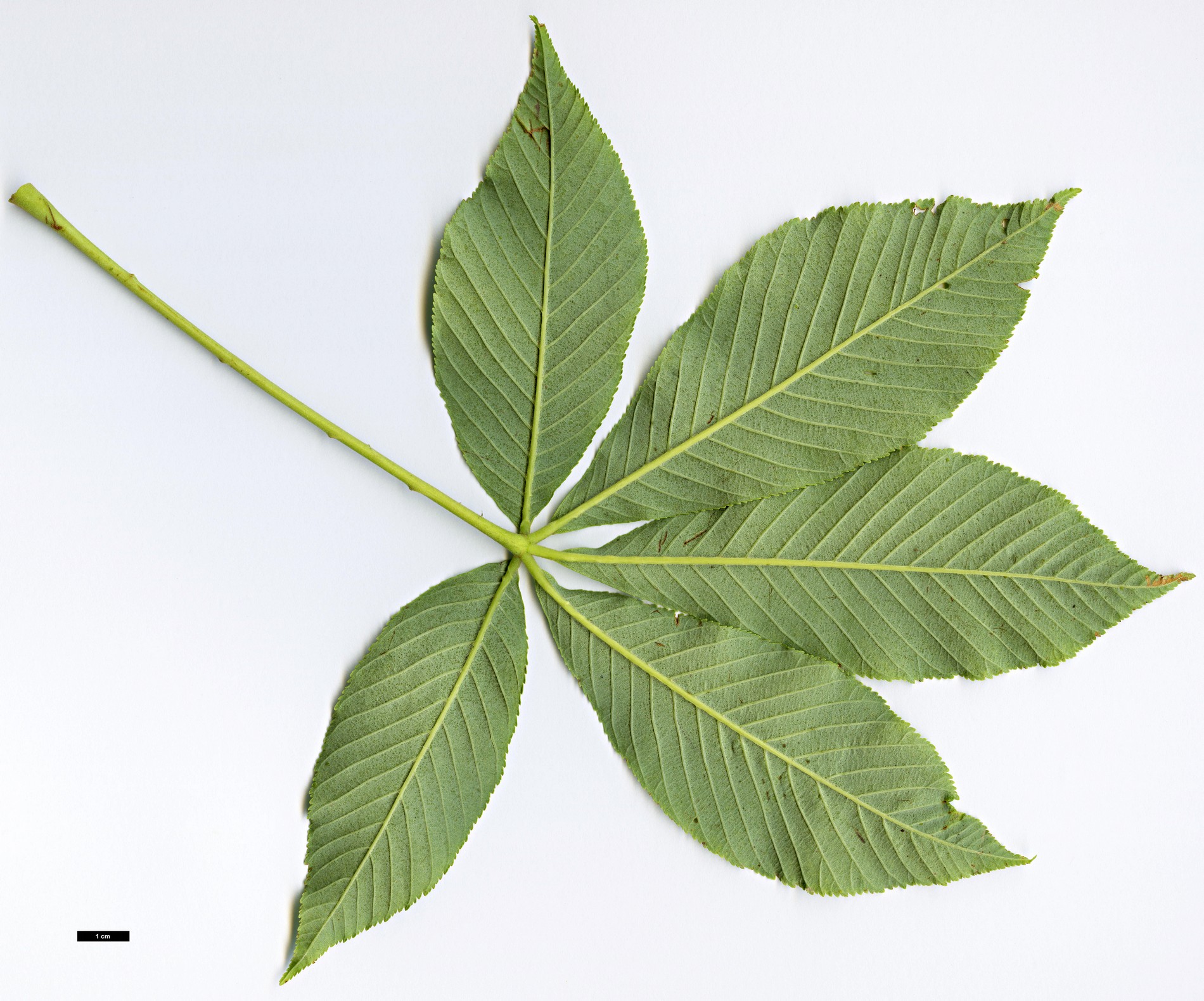High resolution image: Family: Sapindaceae - Genus: Aesculus - Taxon: sylvatica