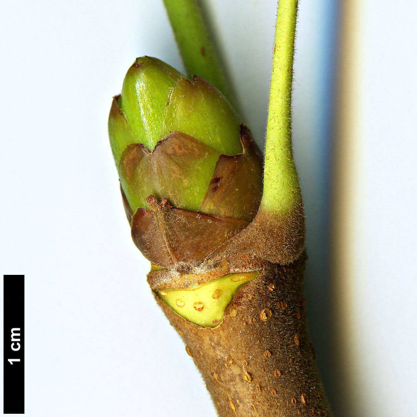 High resolution image: Family: Sapindaceae - Genus: Aesculus - Taxon: turbinata