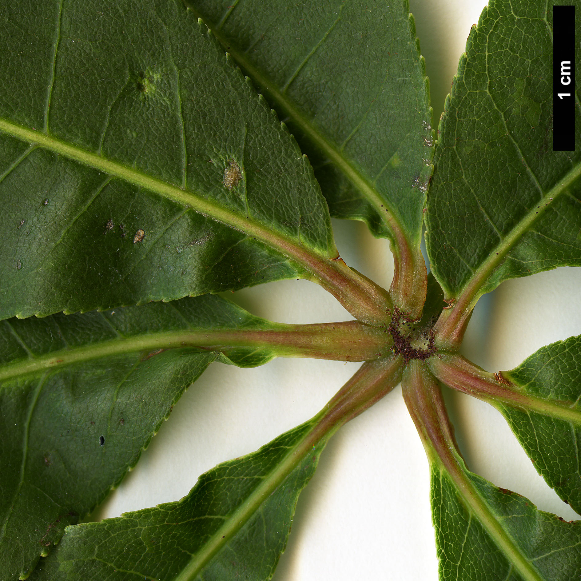 High resolution image: Family: Sapindaceae - Genus: Aesculus - Taxon: wangii