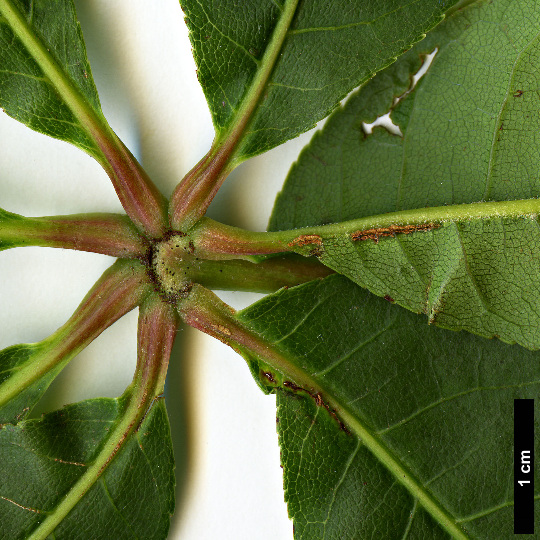 High resolution image: Family: Sapindaceae - Genus: Aesculus - Taxon: wangii