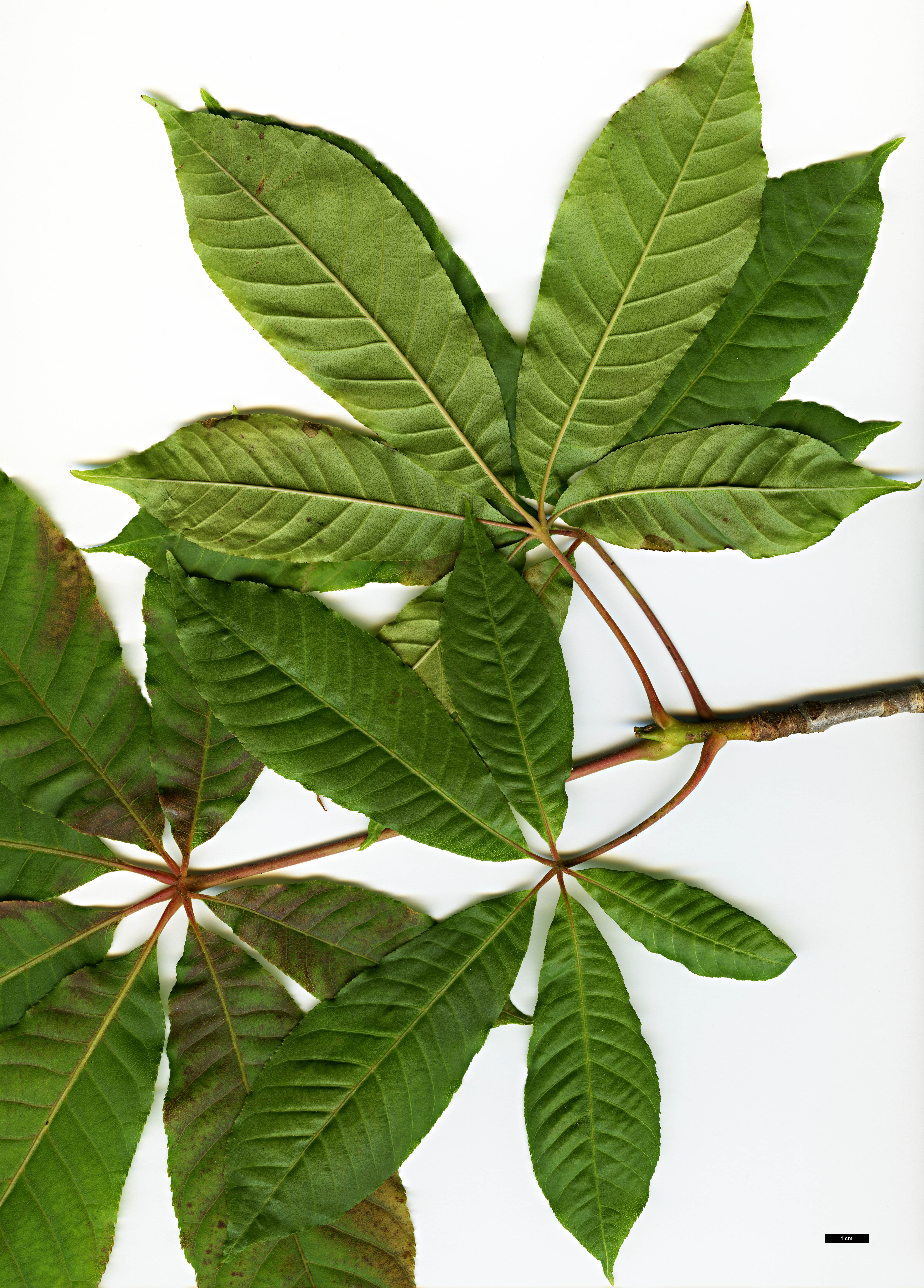 High resolution image: Family: Sapindaceae - Genus: Aesculus - Taxon: wilsonii