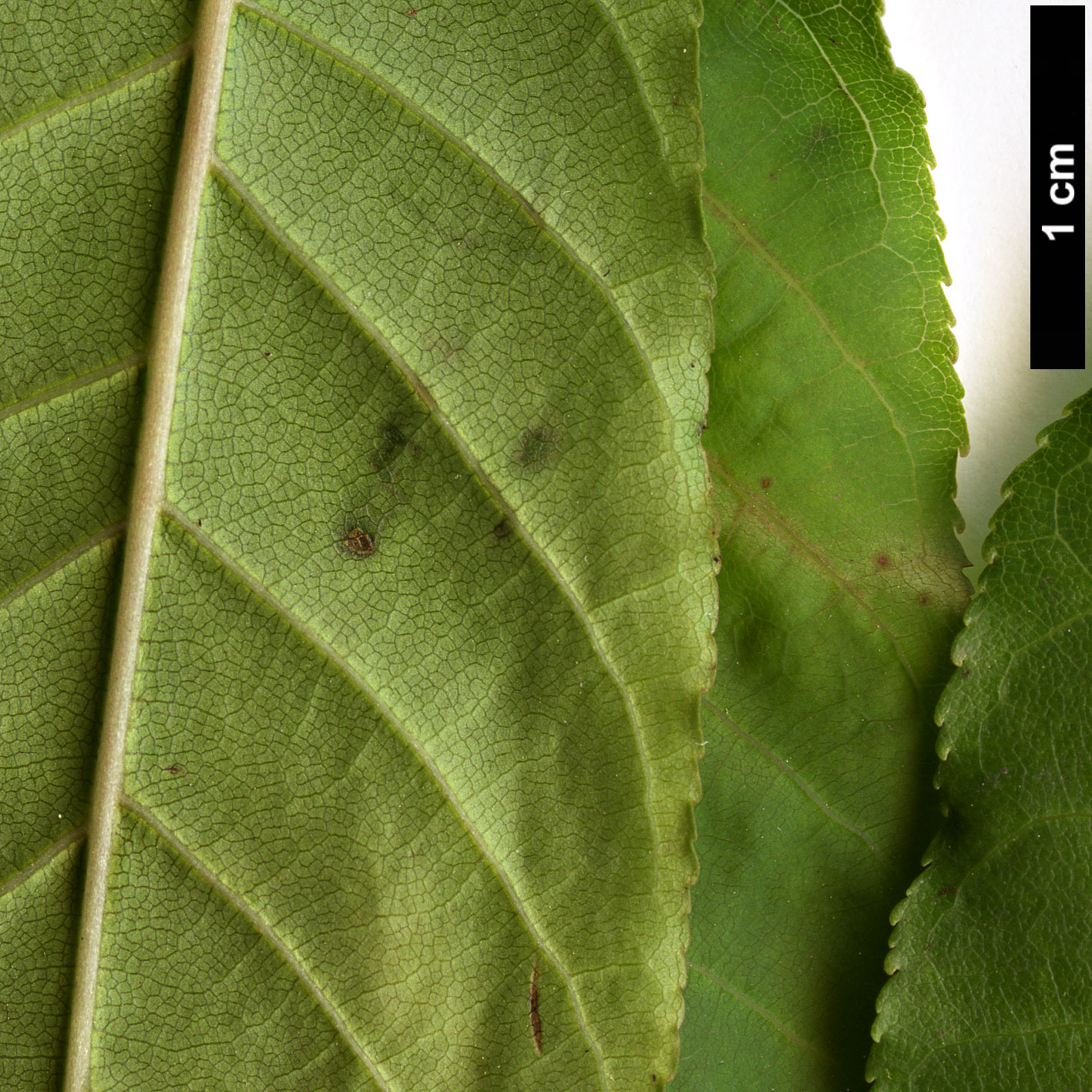 High resolution image: Family: Sapindaceae - Genus: Aesculus - Taxon: wilsonii