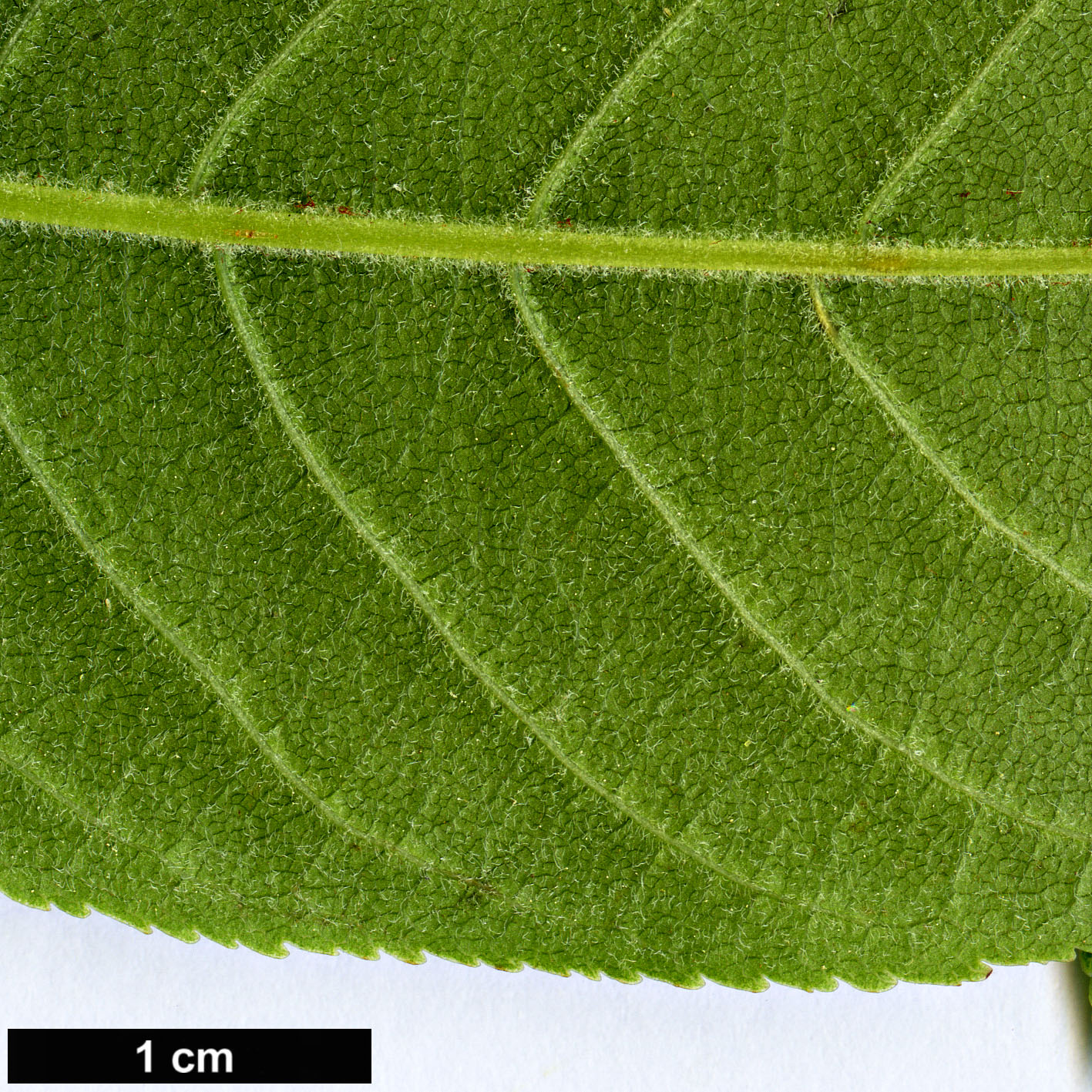 High resolution image: Family: Sapindaceae - Genus: Aesculus - Taxon: wilsonii