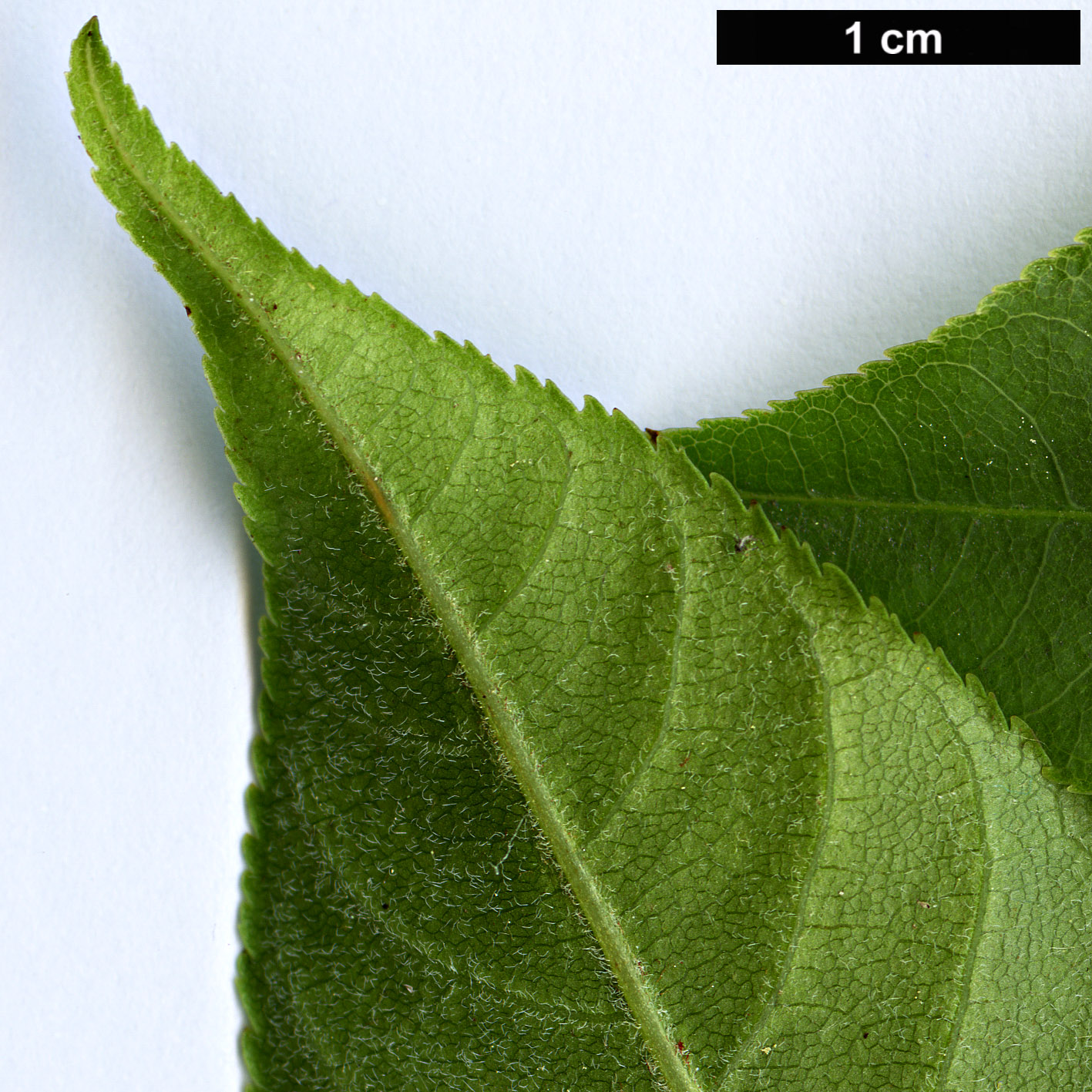 High resolution image: Family: Sapindaceae - Genus: Aesculus - Taxon: wilsonii