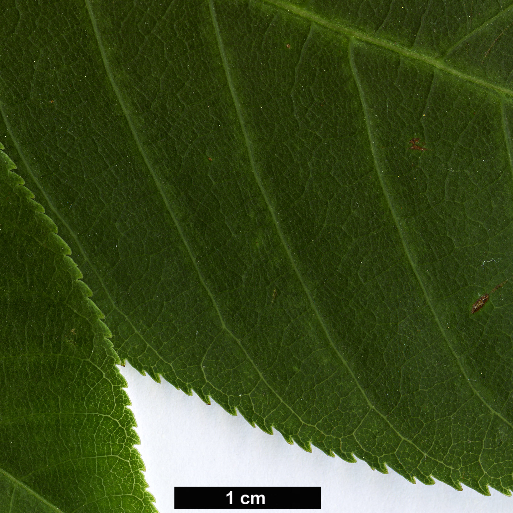 High resolution image: Family: Sapindaceae - Genus: Aesculus - Taxon: wilsonii