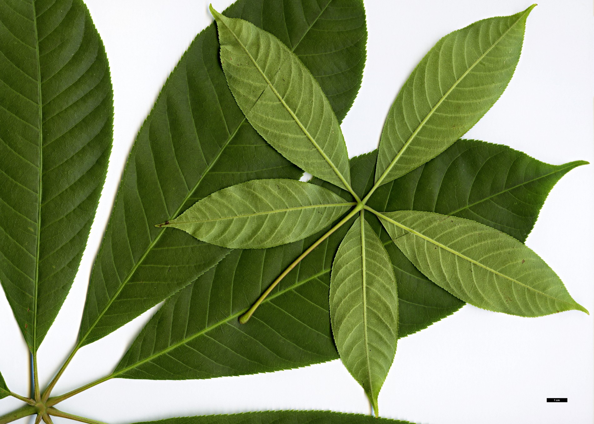 High resolution image: Family: Sapindaceae - Genus: Aesculus - Taxon: wilsonii