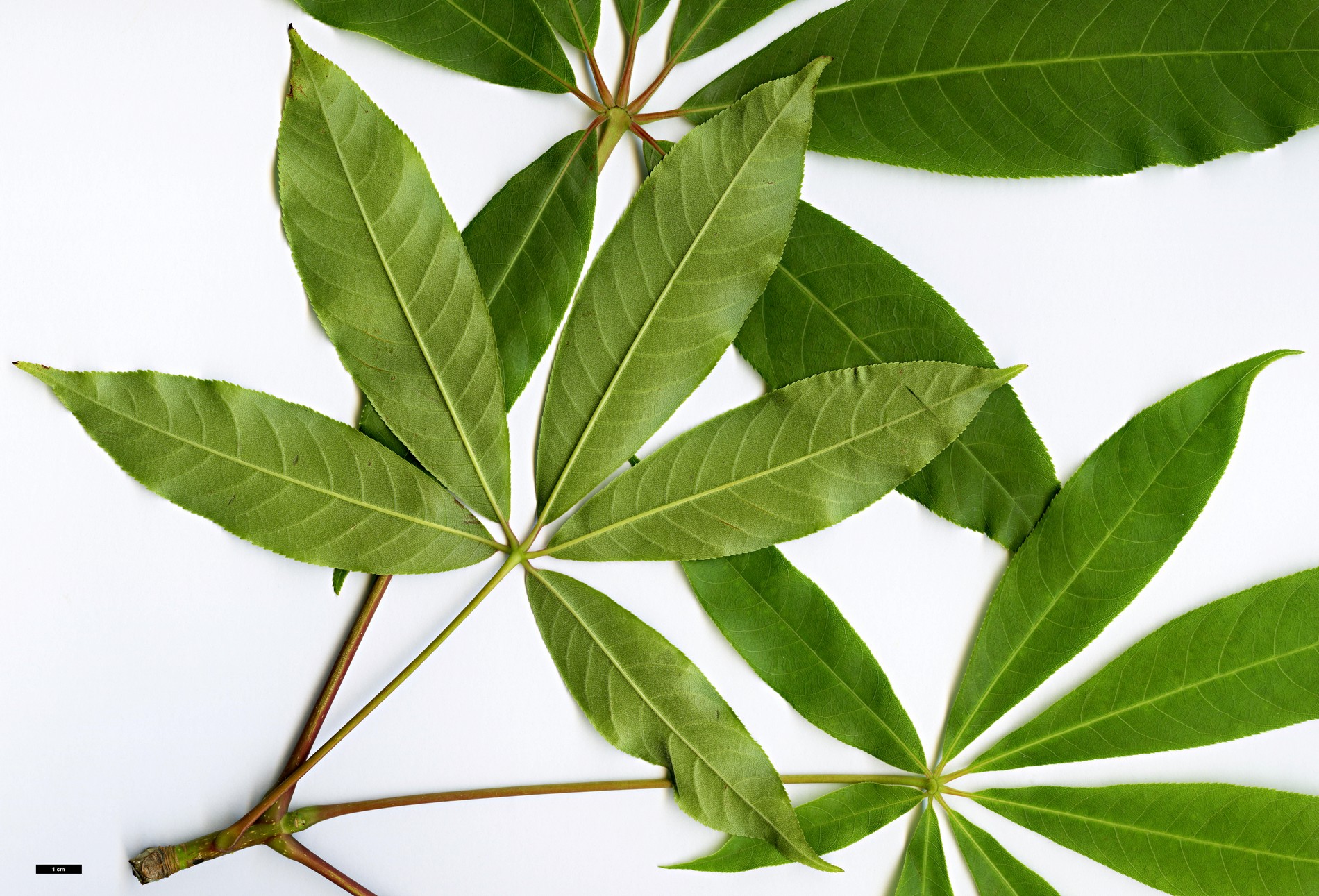 High resolution image: Family: Sapindaceae - Genus: Aesculus - Taxon: wilsonii