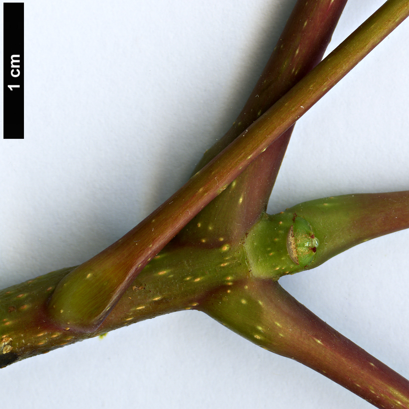 High resolution image: Family: Sapindaceae - Genus: Aesculus - Taxon: wilsonii