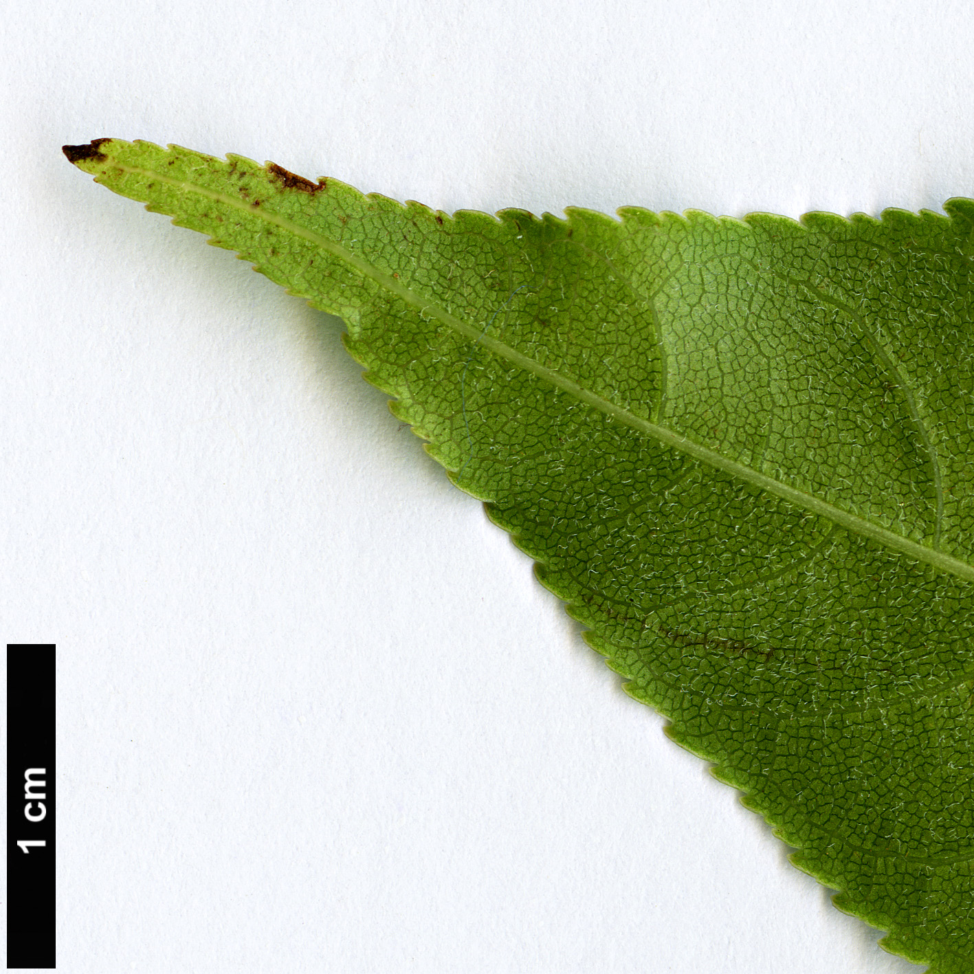 High resolution image: Family: Sapindaceae - Genus: Aesculus - Taxon: wilsonii