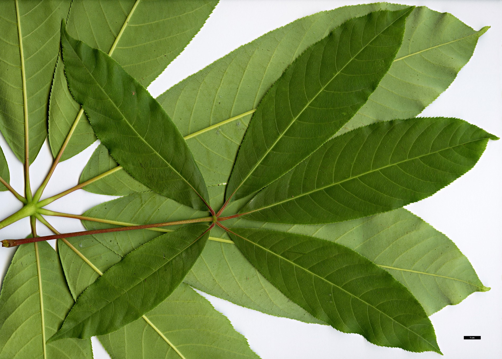 High resolution image: Family: Sapindaceae - Genus: Aesculus - Taxon: wilsonii