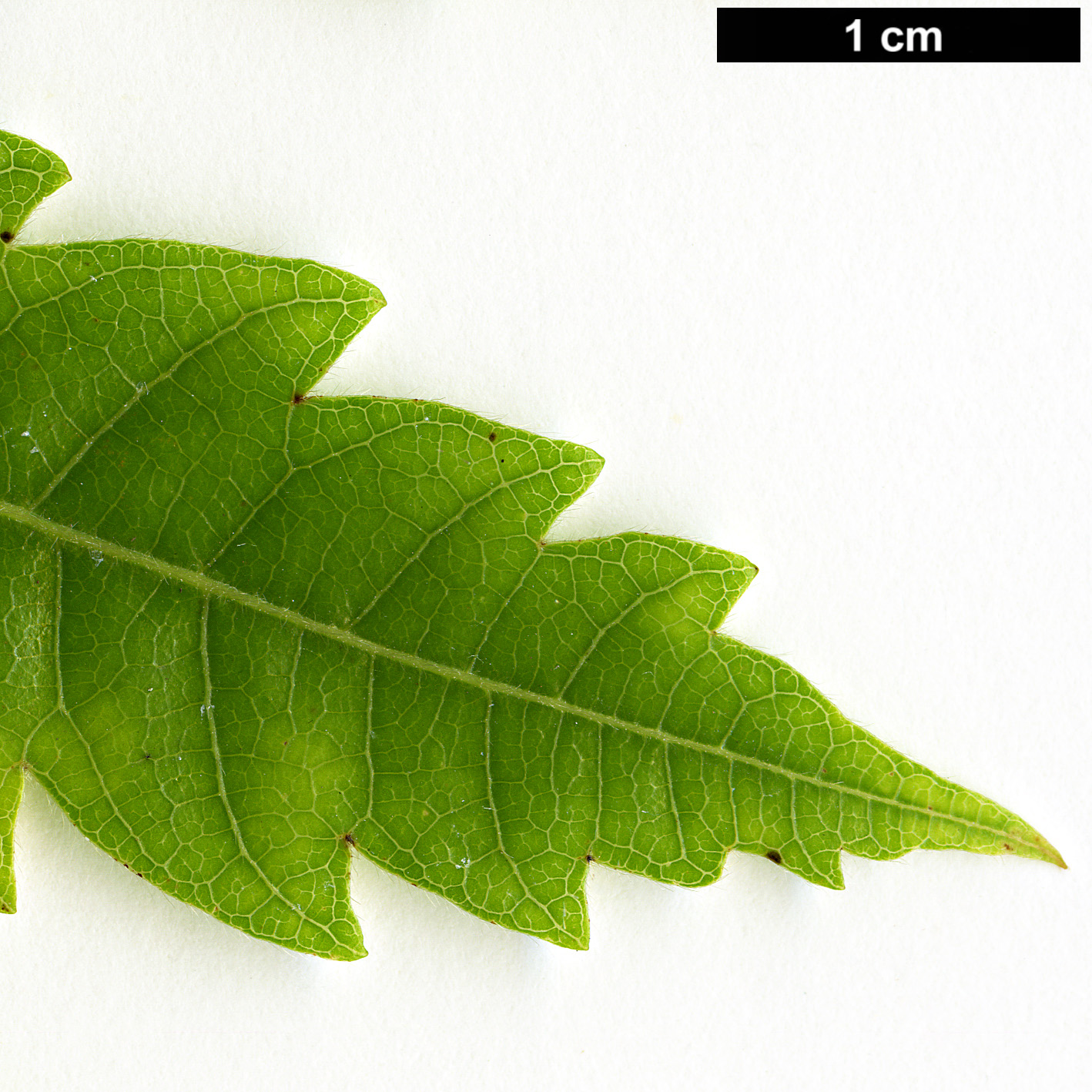 High resolution image: Family: Sapindaceae - Genus: Alectryon - Taxon: excelsus