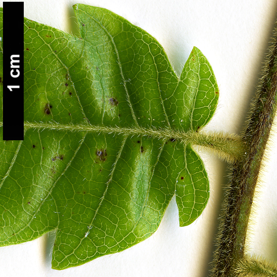 High resolution image: Family: Sapindaceae - Genus: Alectryon - Taxon: excelsus