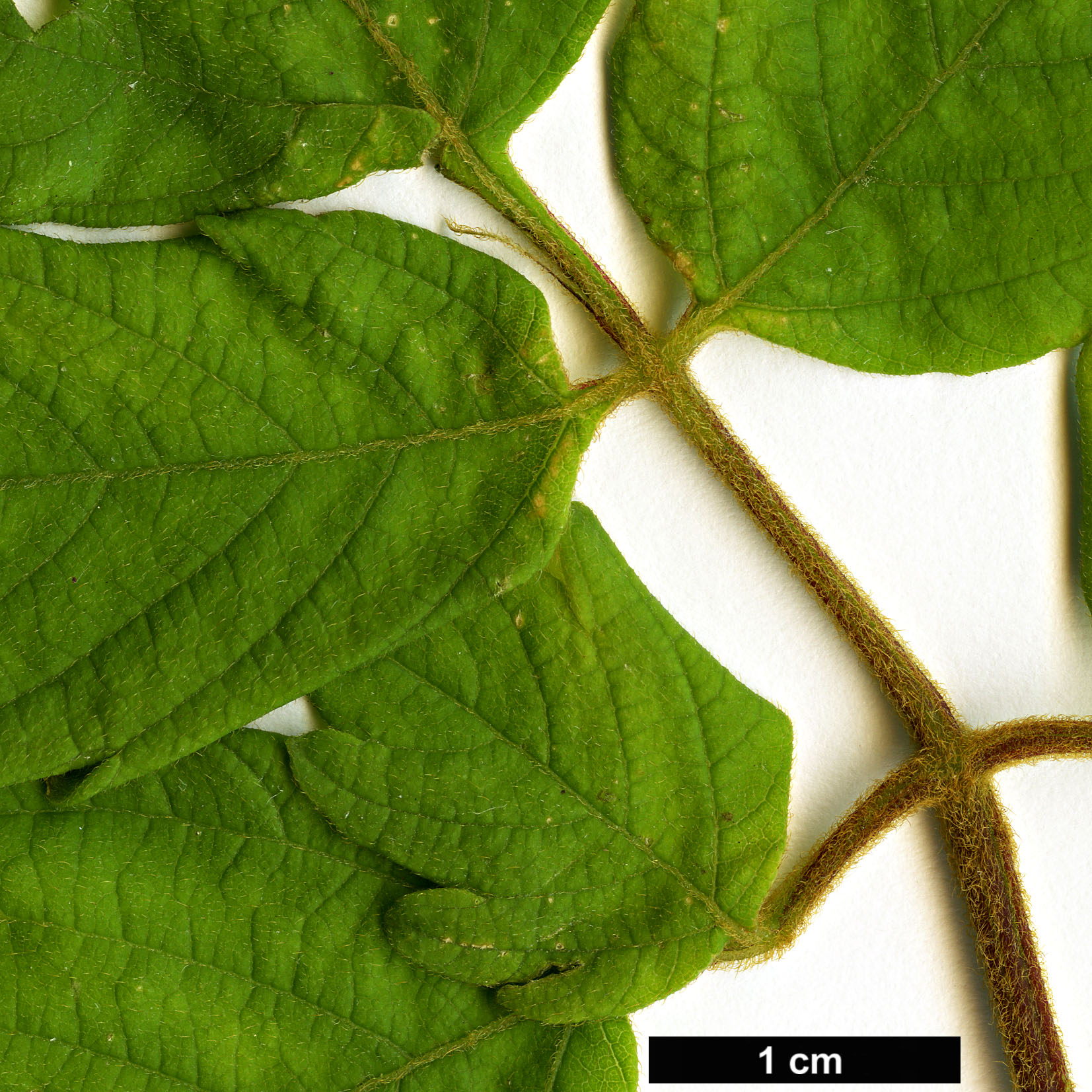 High resolution image: Family: Sapindaceae - Genus: Cardiospermum - Taxon: grandiflorum