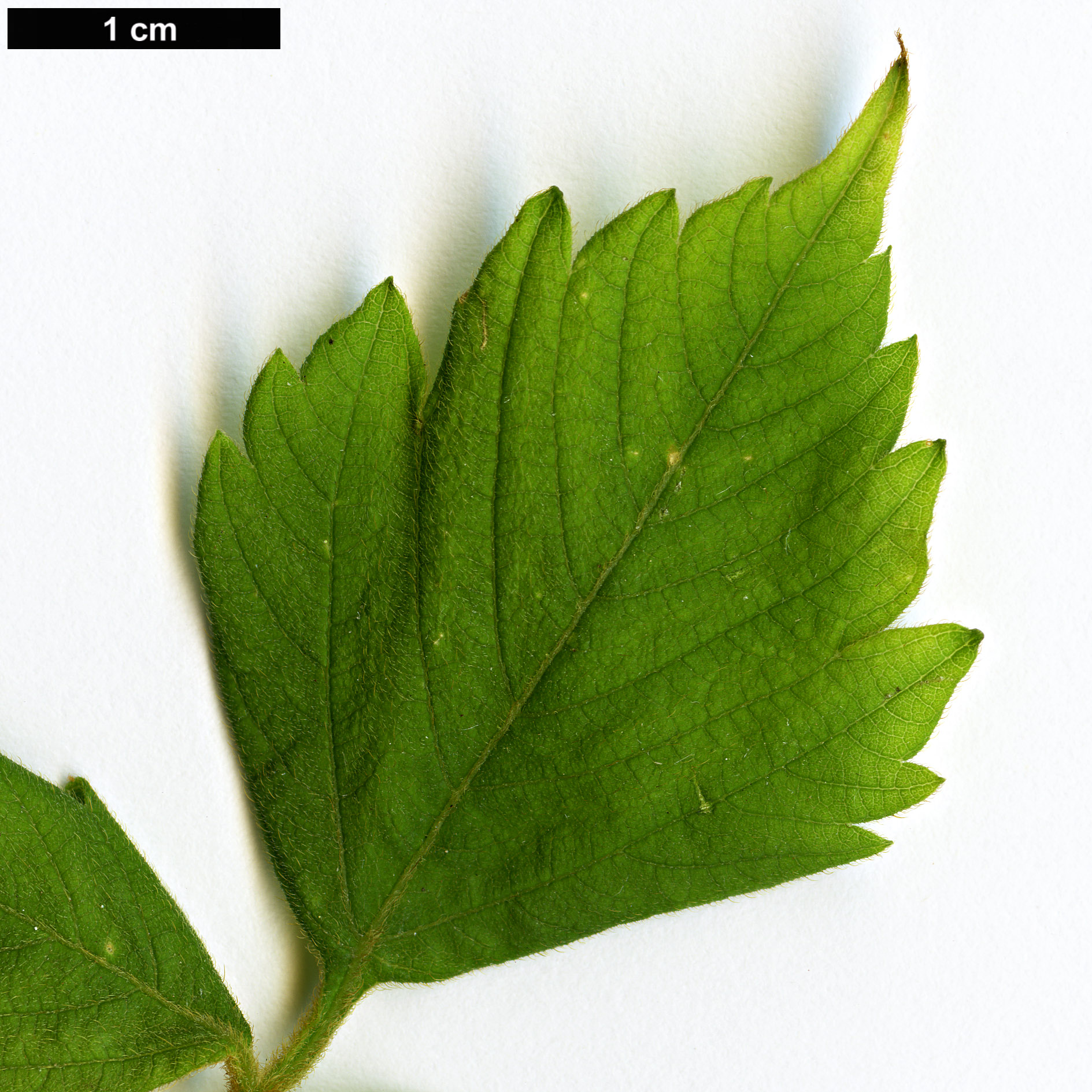 High resolution image: Family: Sapindaceae - Genus: Cardiospermum - Taxon: grandiflorum