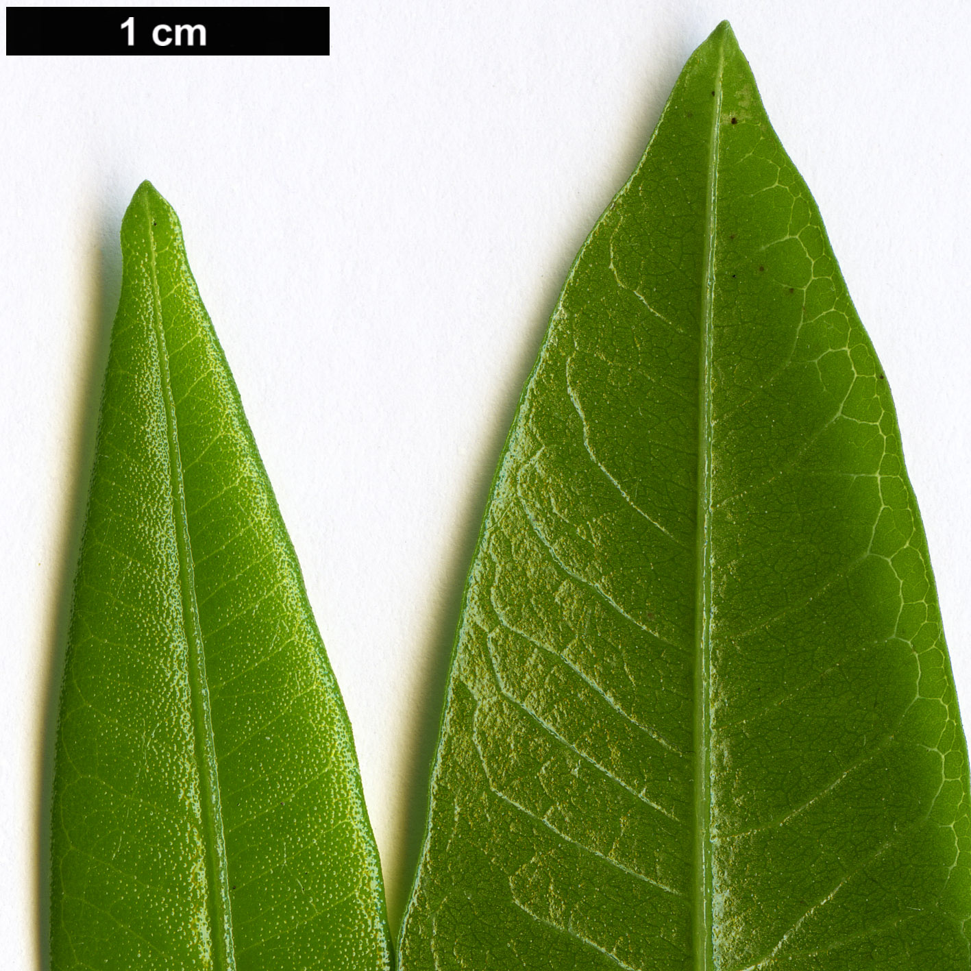 High resolution image: Family: Sapindaceae - Genus: Dodonaea - Taxon: angustifolia