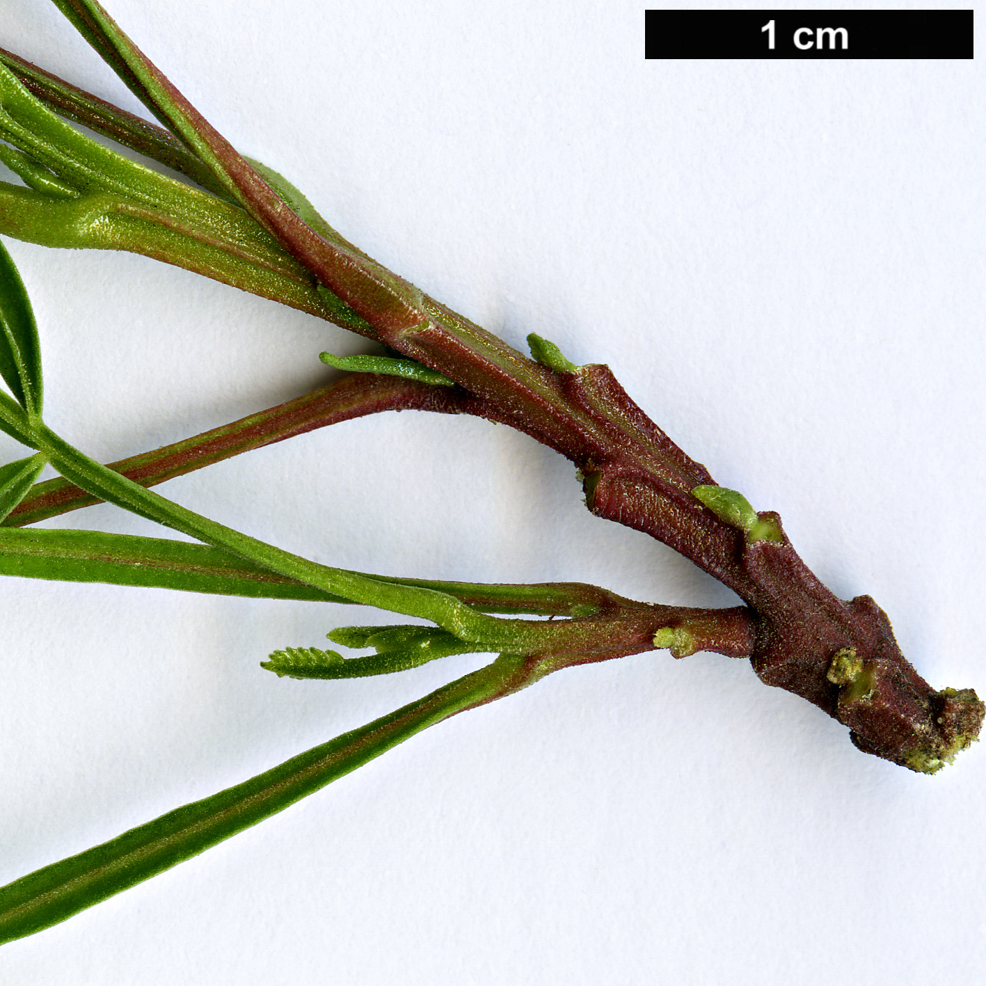 High resolution image: Family: Sapindaceae - Genus: Dodonaea - Taxon: megazyga