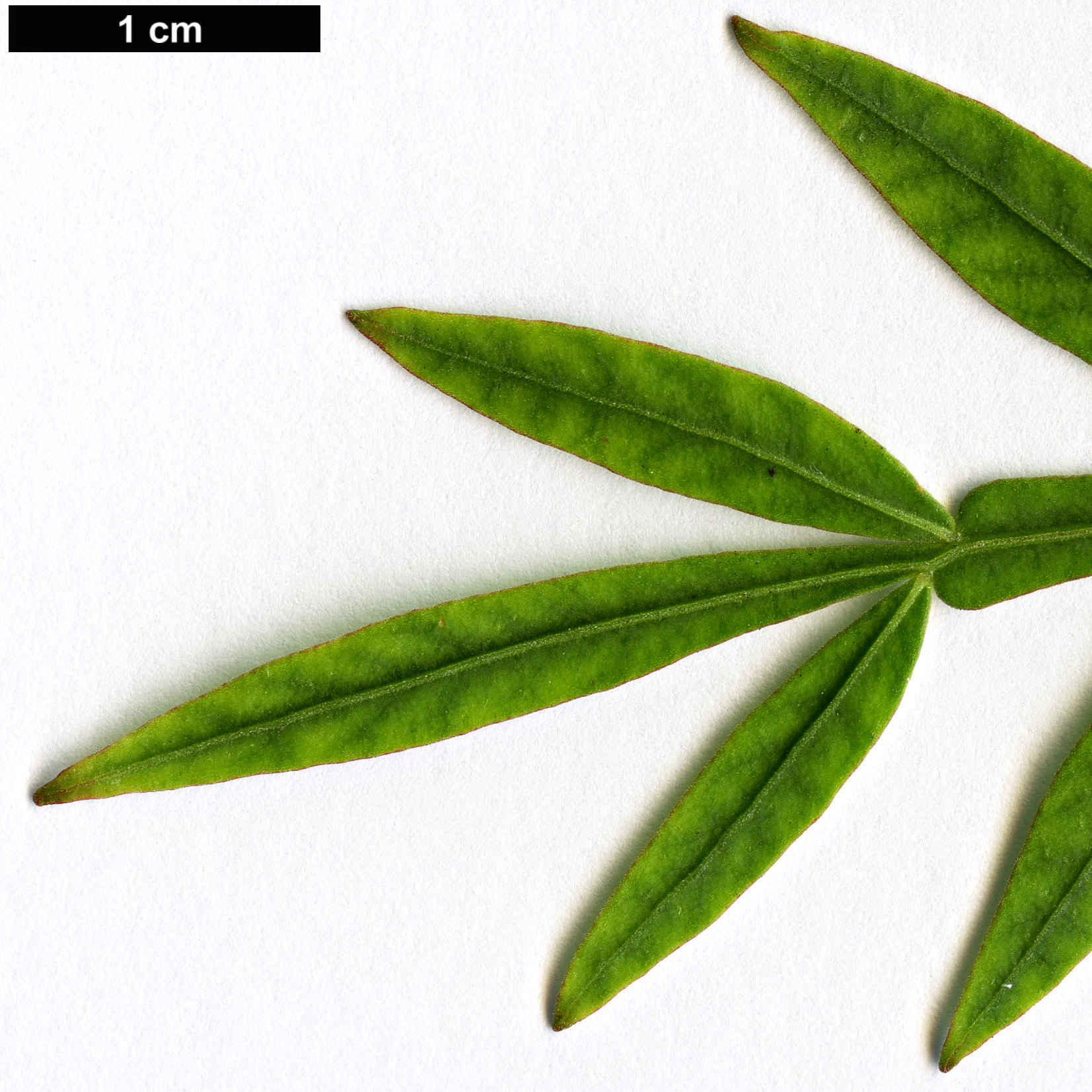 High resolution image: Family: Sapindaceae - Genus: Dodonaea - Taxon: megazyga