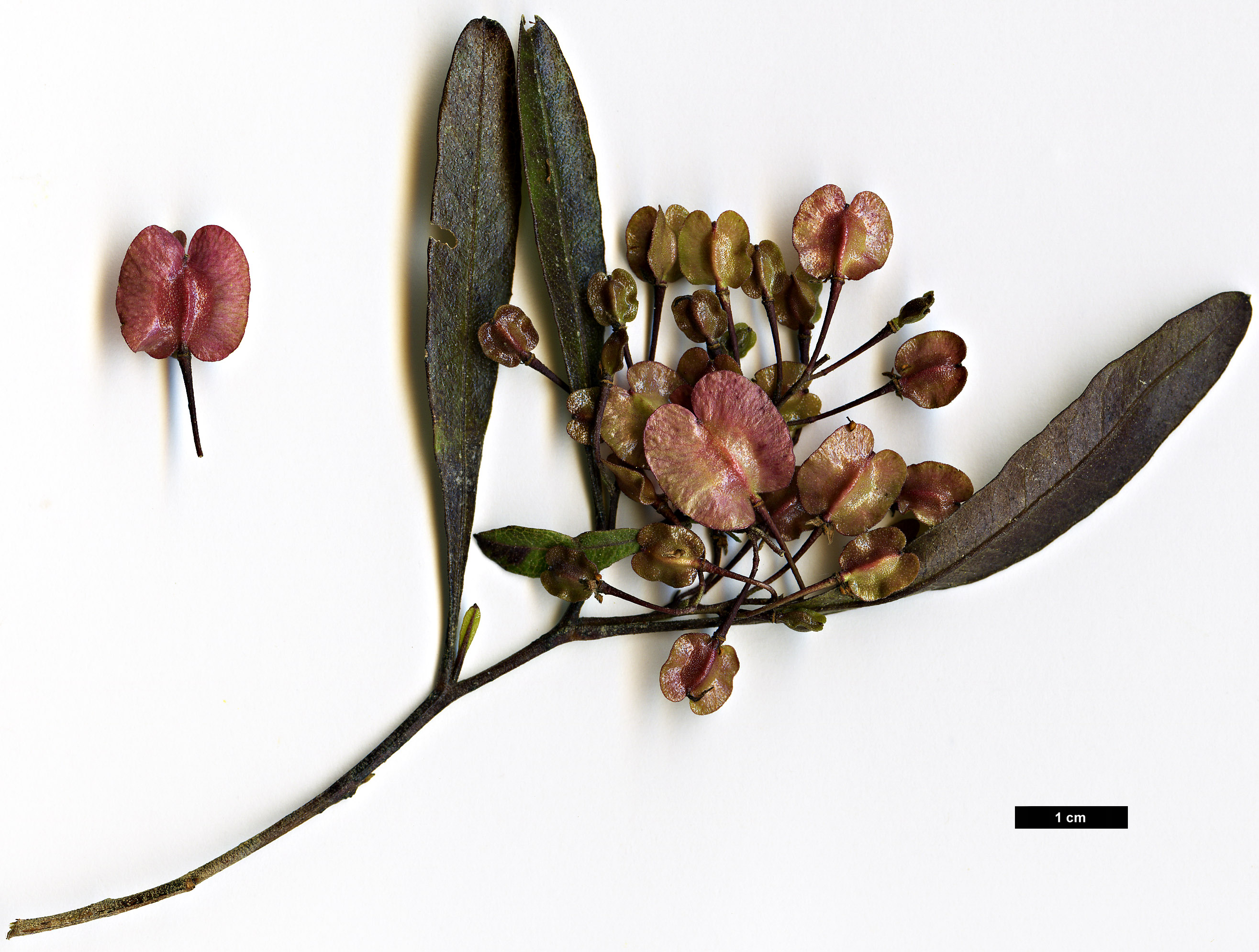 High resolution image: Family: Sapindaceae - Genus: Dodonaea - Taxon: viscosa