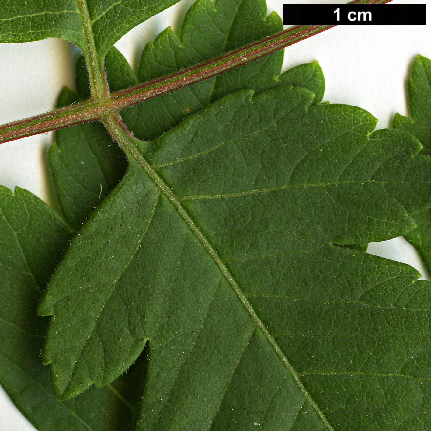 High resolution image: Family: Sapindaceae - Genus: Koelreuteria - Taxon: paniculata